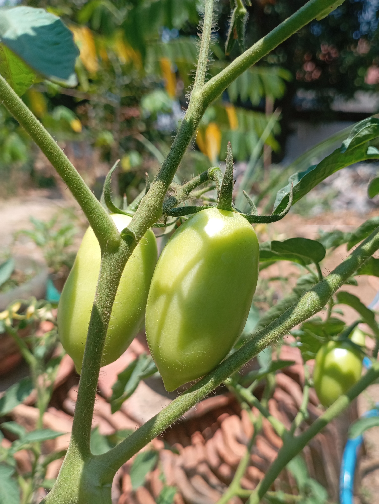 A close-up, eye-level shot captures two unripe, oval-shaped green tomatoes hanging from a thick, fuzzy green stem. The tomatoes are illuminated by bright sunlight, creating a prominent highlight on their smooth surfaces. The stem itself is covered in tiny, bristly hairs and branches off into other stems and leaves, also visible in the foreground. In the background, out of focus, are more green leaves, terracotta-colored objects that appear to be flower pots or roof tiles, and hints of other vegetation and structures, suggesting an outdoor setting, likely a garden in Kecamatan Haurgeulis, Indonesia.