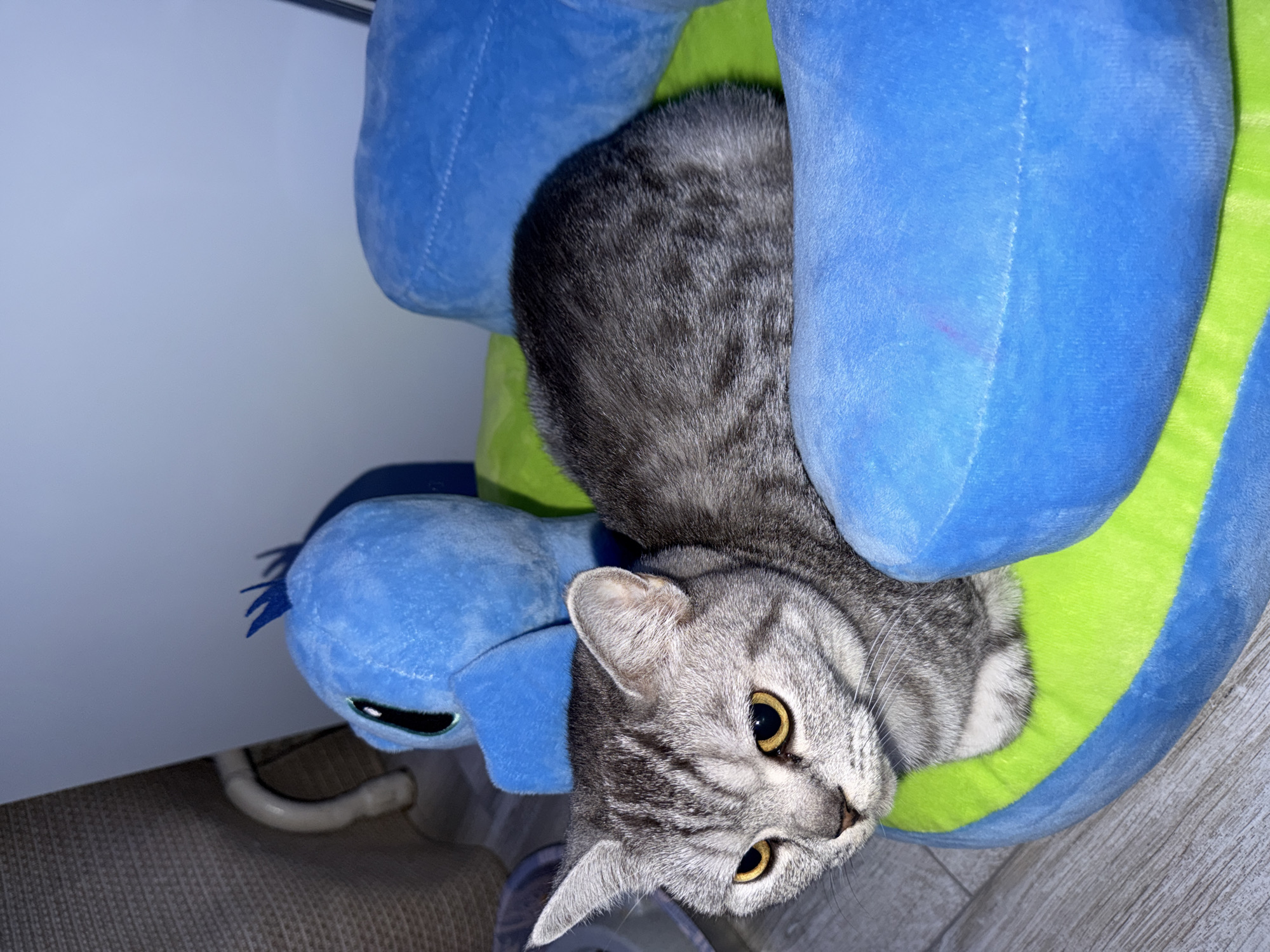 A gray tabby cat with yellow eyes is nestled in a blue and green stuffed animal. The stuffed animal appears to be a cartoon character. The cat is looking up at the camera. The background is a wall and flooring. A white pipe is visible near the bottom left corner.