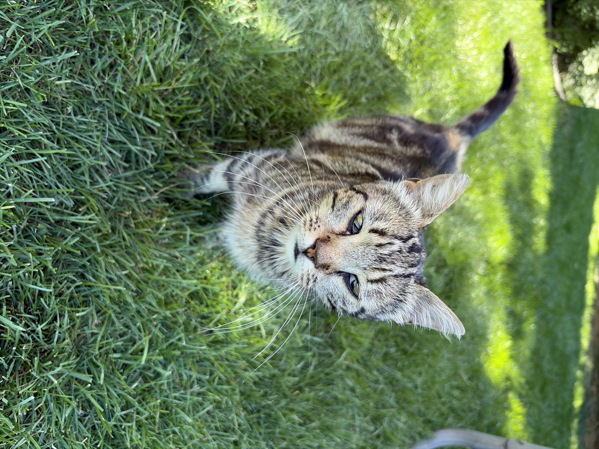A tabby cat with green eyes stands on a lawn in Oxentea, Moldova. The cat is facing the camera, and its body is angled slightly to the right. The cat's fur is a mix of brown and black stripes. The cat's tail is curved upwards and to the left. The lawn is green and appears to be well-maintained. There are some shadows on the lawn, suggesting that the sun is shining. In the background, there is a blurry image of green foliage.