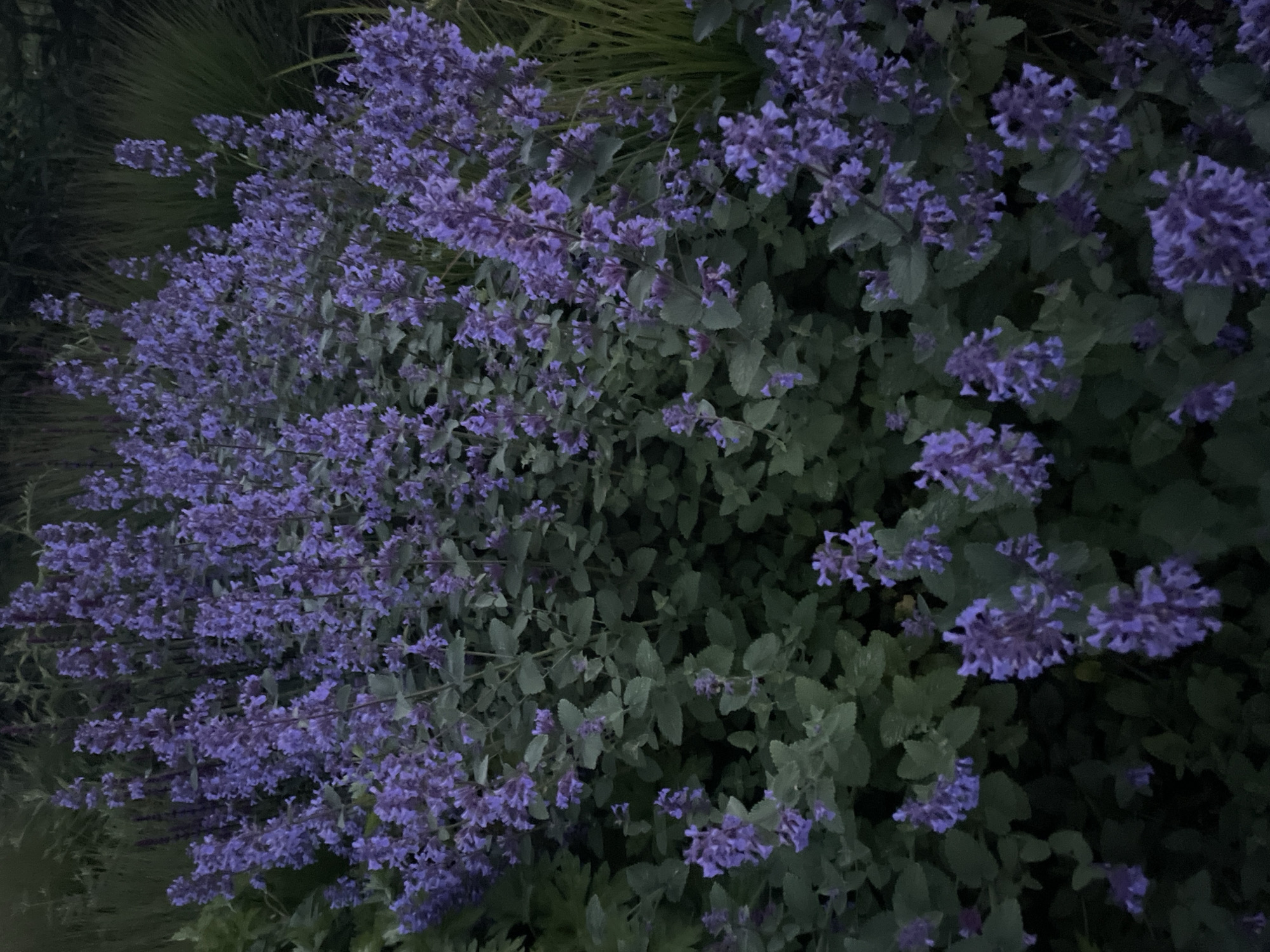 A dense, bushy plant with numerous spikes of small, purple flowers dominates the foreground of the image. The plant has green, ovate leaves. In the background, out-of-focus green foliage and blades of grass are visible. The lighting suggests it is dusk or a very overcast day. The scene appears to be in a garden or park setting within Tallinn, Estonia, though no specific landmarks are identifiable. No people or animals are present.