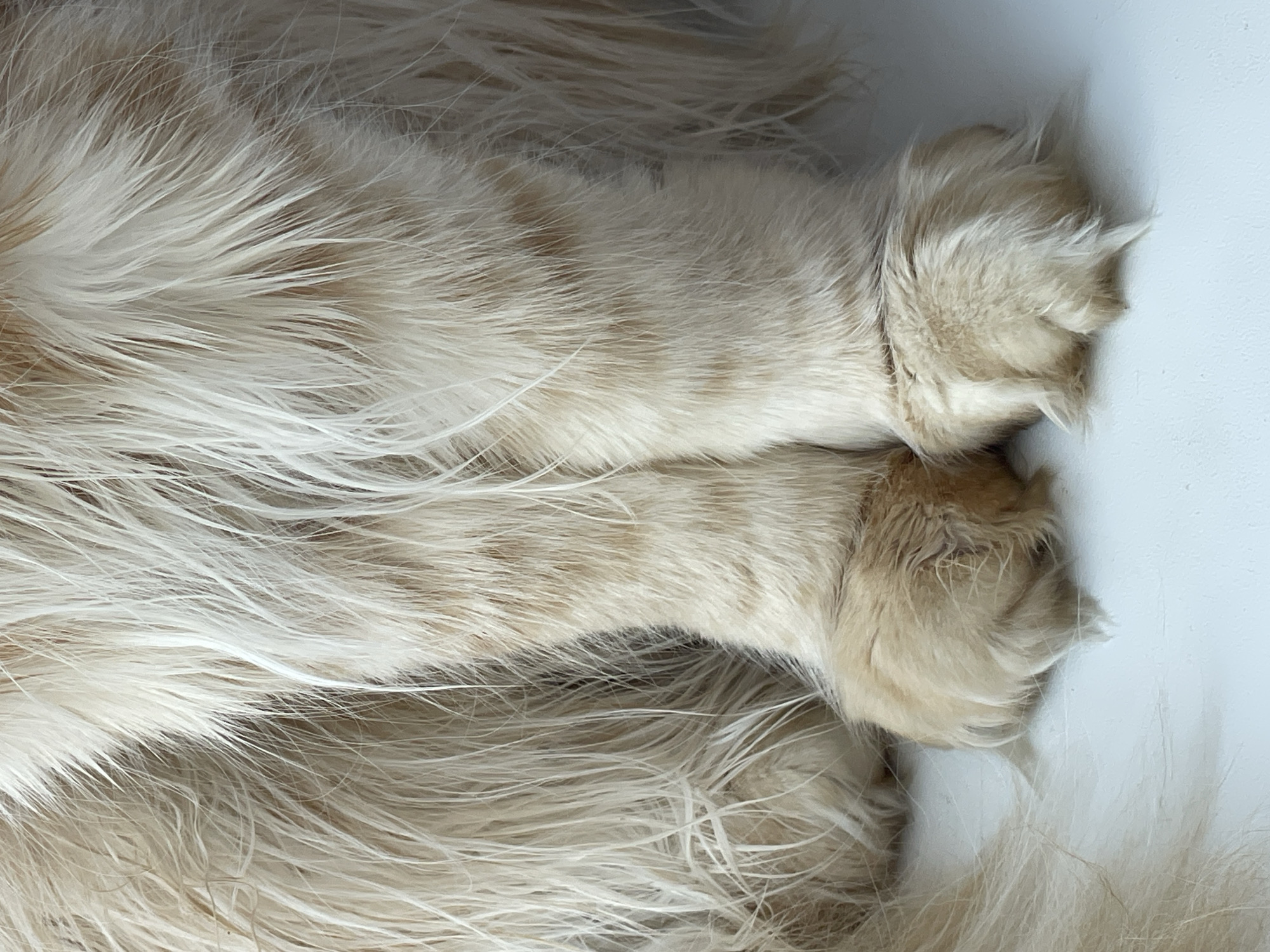 The image is a close-up shot of the front paws of a fluffy, light-colored animal, likely a cat, resting on a white surface. The fur is long and appears to be a mix of cream and light brown or ginger hues, with some strands appearing white. The paws are detailed, showing the soft fur and what appear to be claws slightly extended from the fluffy toe beans. The background is a plain white surface, suggesting an indoor environment. There is no indication of the location in the city of Rozsoshentsi, Ukraine, as the image solely focuses on the animal's paws and the immediate surface they are on.