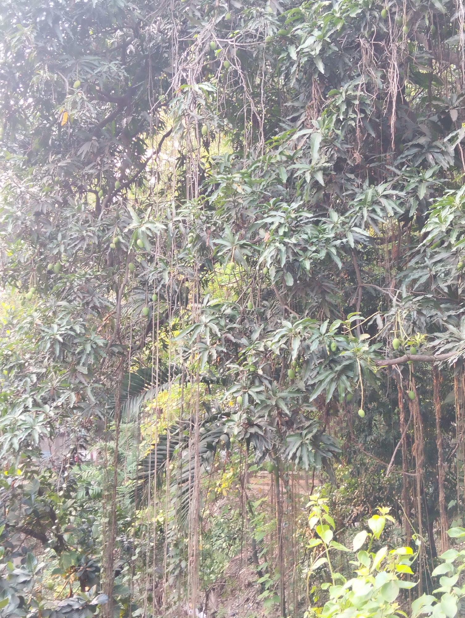 The image captures a lush, overgrown scene likely in Dhaka, Bangladesh. Numerous mango trees with green fruits are visible, their branches laden with leaves. Long, thin aerial roots hang down from the trees, creating a curtain-like effect. The undergrowth is dense with various plants and shrubs, suggesting a humid environment. The lighting is somewhat diffuse, creating a slightly hazy atmosphere.