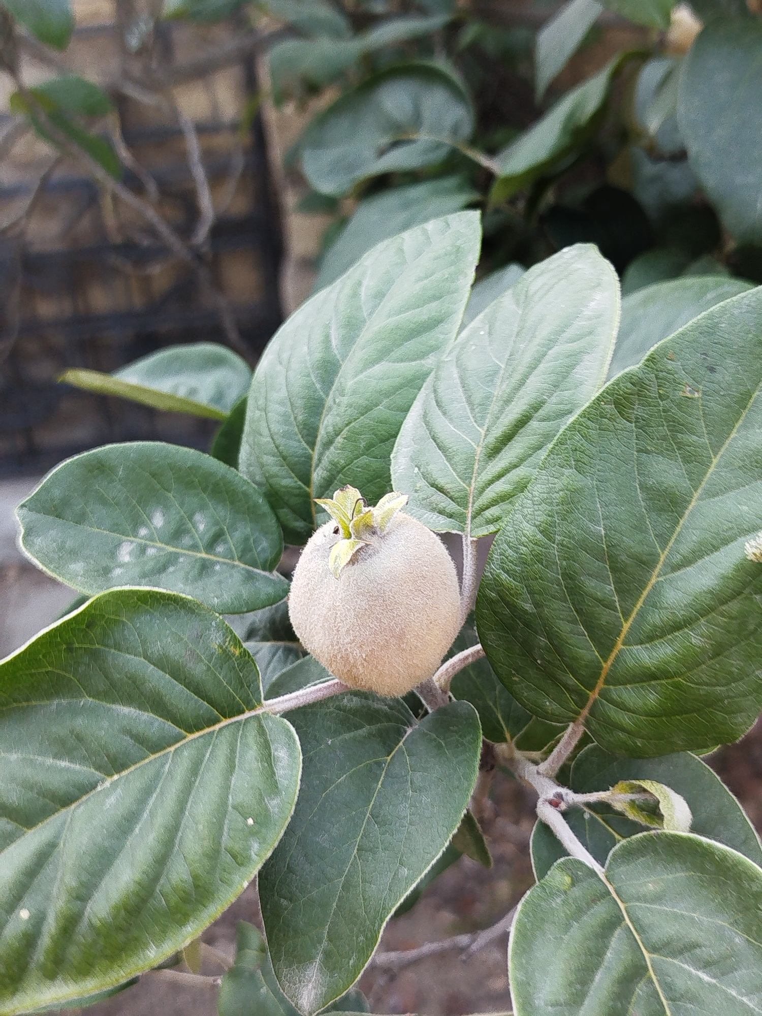 The image shows a close-up view of a fuzzy, light brown fruit hanging from a branch amidst large, green leaves. The fruit is round and appears to be a quince or a similar type of pome fruit. It has a small, star-shaped cluster of light green calyx lobes at its top. The leaves are ovate with serrated edges and prominent veins. They have a slightly velvety texture and some appear to have a dusting of white on their surfaces. The background is softly blurred, suggesting a shallow depth of field, and shows hints of a brick wall and possibly other foliage. The lighting appears to be natural, possibly daylight, casting soft shadows and highlighting the texture of the fruit and leaves. The overall scene is one of natural growth and detail, focusing on the fruit and its surrounding foliage. There is no visible text in the image.