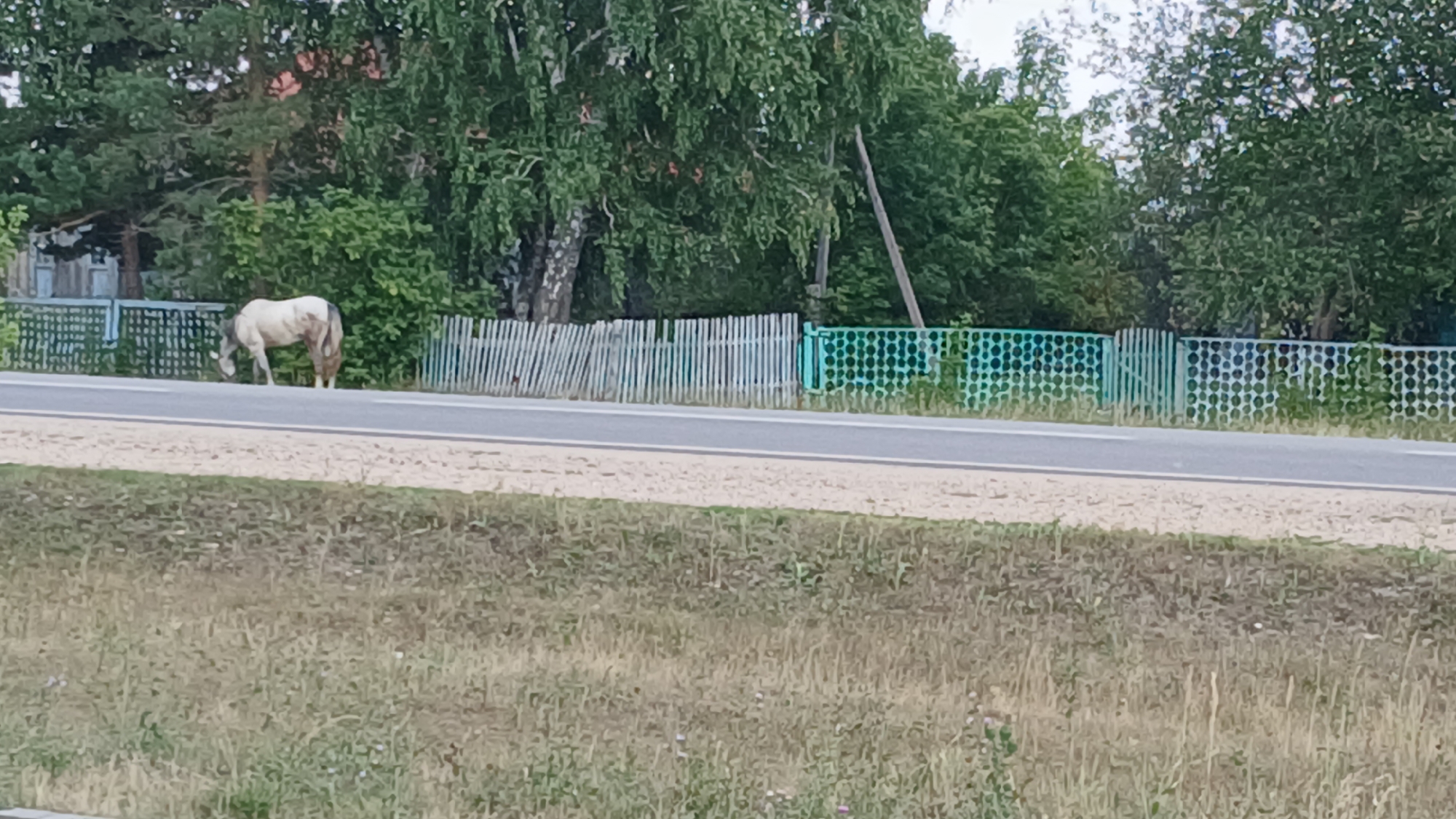 A light-colored horse with brown patches grazes near a road. The horse is positioned behind a fence, which is composed of vertical wooden planks and a section of green metal fencing with a circular pattern. Trees and vegetation form the background, with a hint of a wooden structure to the left. The scene appears to be in a rural or semi-rural area, possibly a village like Savvushka, Russia, given the typical fencing and natural landscape. The road surface is grey asphalt, and the foreground consists of dry grass and some small plants. The lighting suggests it is daytime, under an overcast sky.