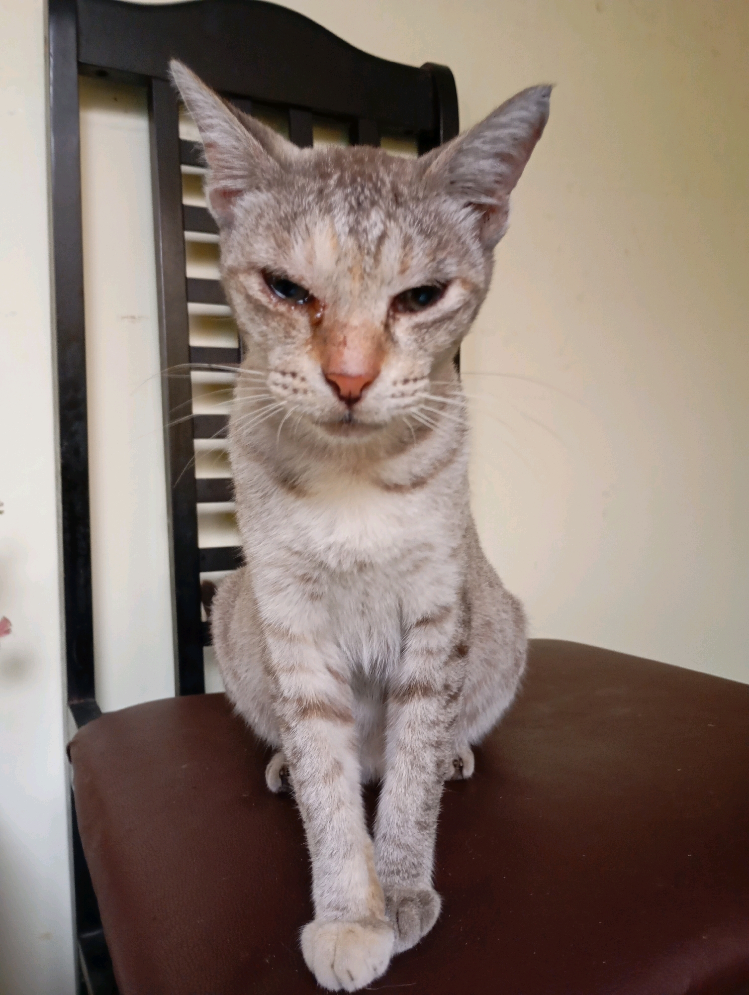 A tabby cat with grey and brown stripes sits facing forward on a brown leather chair in Balikpapan, Indonesia. The cat has green eyes and a pink nose. Its ears are pointed upwards, and its paws are tucked neatly in front of it. The background consists of a dark wooden chair with slats and a light yellow wall. The lighting is bright, suggesting it is daytime.