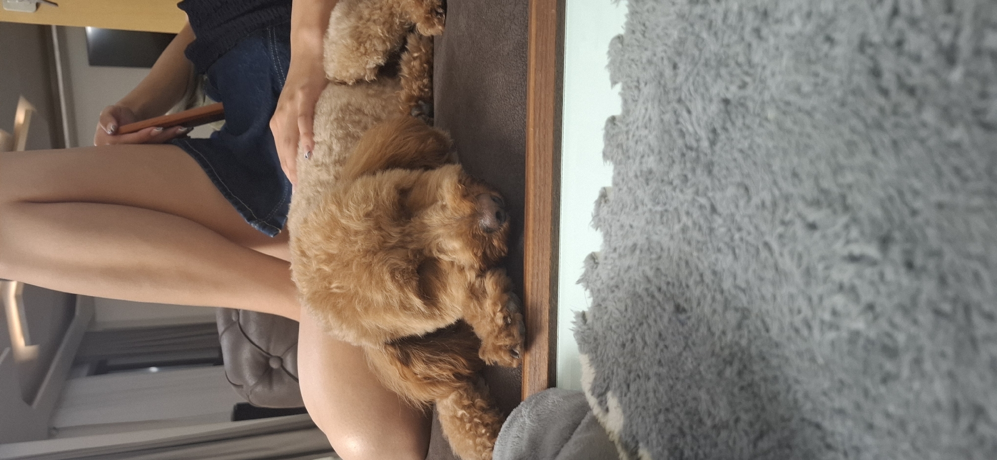 An underexposed, vertical medium shot shows a light brown poodle resting on a dark brown upholstered couch. The dog is lying on its side with its eyes closed and its head resting on its paws. The dog's fur is curly and appears to be a lighter brown color. Behind the dog, a person's legs are visible, one crossed over the other. The person is wearing a blue denim skirt and a dark colored top. The person's right hand is resting on the dog's back, and their left hand is holding a rectangular, flat object, likely a phone or tablet, between their legs. The background is out of focus but suggests an indoor environment with a ceiling light fixture and curtains. In the foreground, a blurry gray textured surface, possibly a rug or blanket, is visible. The image appears to be taken in a home environment, and there are no discernible elements that place it in the city of Pleven, Bulgaria.
