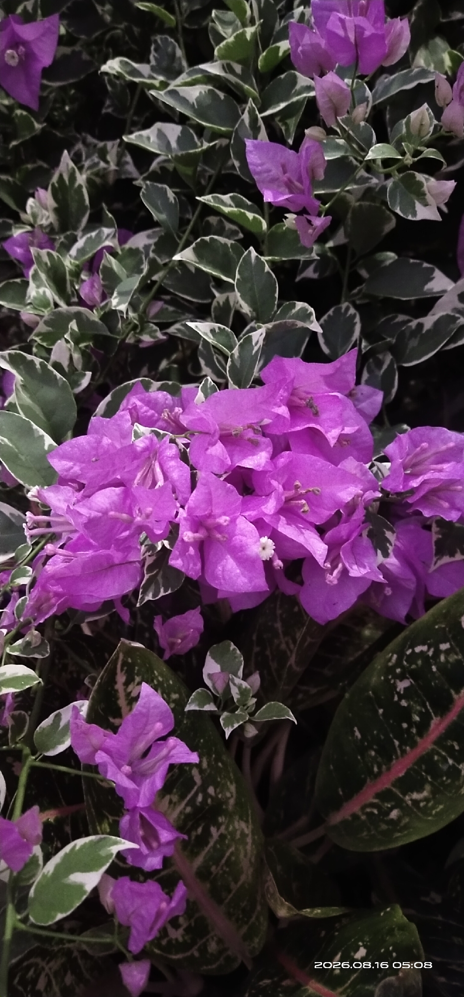 The image shows a close-up view of bright purple bougainvillea flowers and variegated green and white leaves. The flowers are clustered together and appear to be in full bloom, with delicate petals. The leaves are a mix of deep green with white edges, creating a striking contrast. Some of the leaves have a patterned texture. In the lower right corner, a timestamp is visible: "2026.08.16 05:08". The background is dark, suggesting it might be dusk or a shaded area. The overall impression is one of lush, vibrant foliage and floral beauty. This image was taken in Muka Haji, Indonesia.