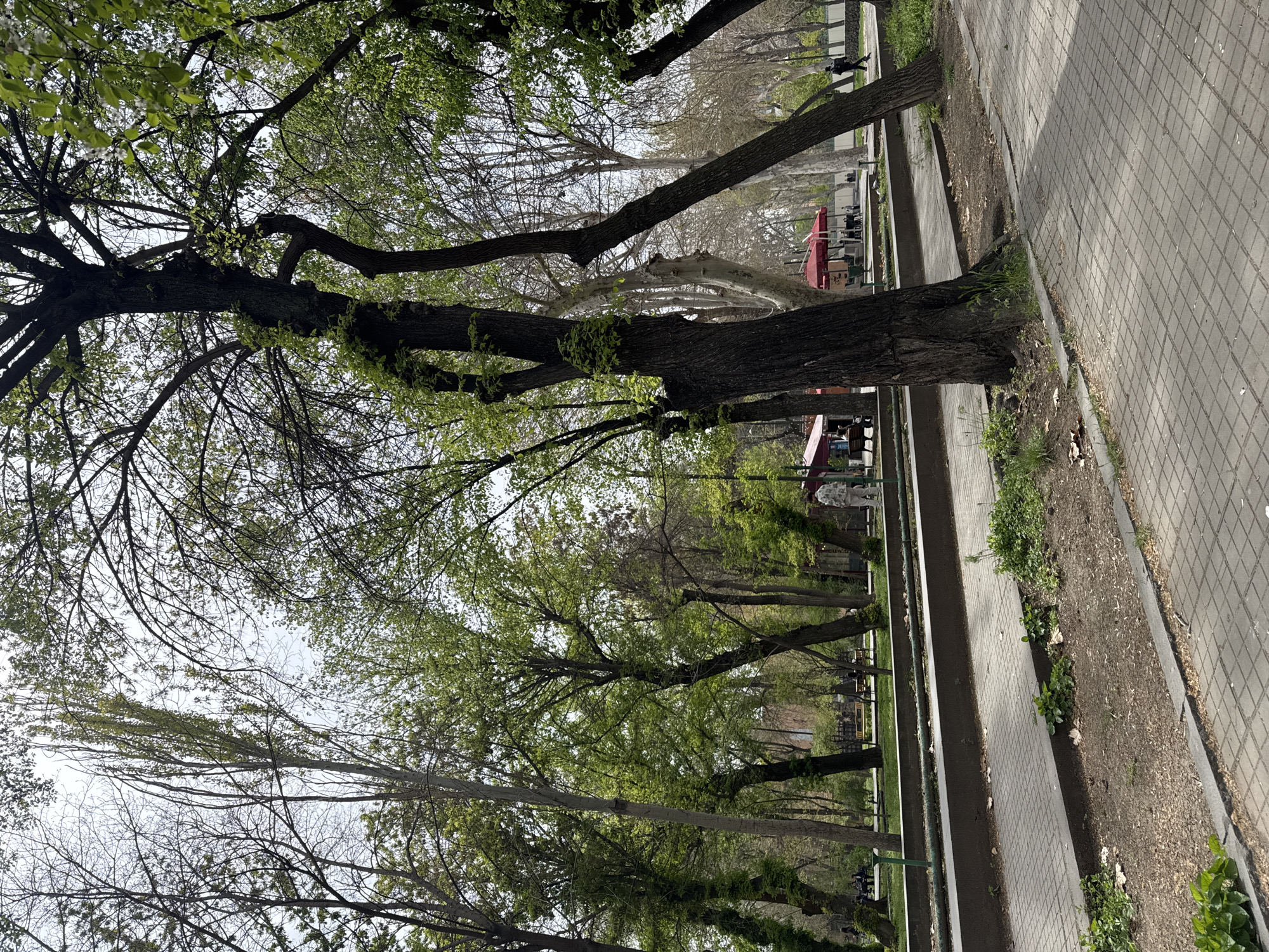 A park scene is captured on a sunny day in Yerevan, Armenia. Rows of trees line a pathway with red umbrellas and benches visible in the background. A person walks along the path in the distance. The pathway is made of interlocking pavers.