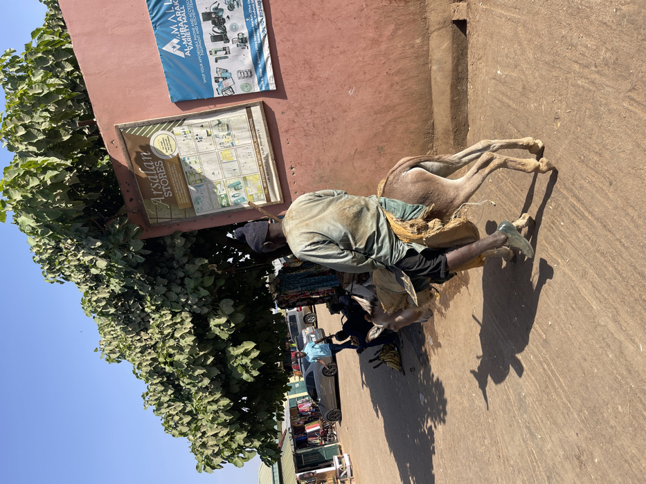 This image depicts an outdoor market scene in Samaru, Nigeria, under a clear, bright sky. In the foreground, a male individual, viewed from behind, rides a light brown donkey. The man wears a dark knitted cap, a light-colored long-sleeved shirt with visible stains on the back, and dark trousers, with one foot visible in a green slipper. He is seated on a simple saddle made of fabric, with a burlap-like sack slung over the donkey's side. The donkey casts a distinct shadow on the unpaved, light brown ground, indicating strong sunlight.
To the right, a reddish-brown wall features two commercial signs: a larger, framed sign for "Arsalan STORES" displaying various household and cosmetic products, and a smaller blue sign for "AL-MUBAARAK VARIETY MALL" advertising electronics and appliances, with contact details visible on both. A large, leafy green tree partially shades this area.
In the midground, under the tree's canopy, clothing items are displayed on racks, suggesting market stalls. Several other individuals are present; one man in a light blue shirt walks towards the left, while others are seated or standing further back. A bunch of yellow bananas rests on the ground near these figures. In the background, a silver sedan and other vehicles are parked or moving, with additional market structures visible further down the street.
