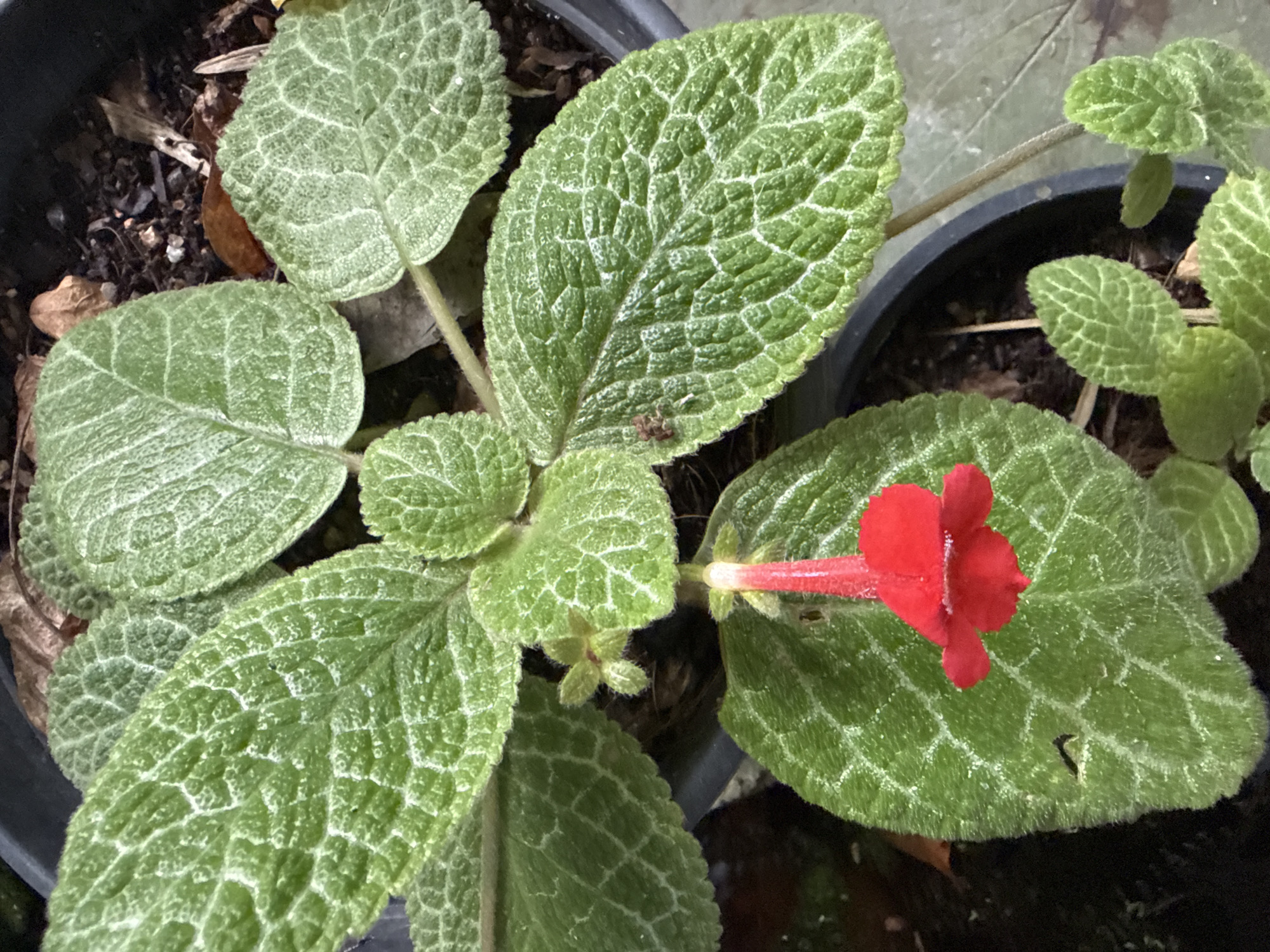 This media file is a close-up, overhead shot of an episcia plant in a black pot, likely in Ko Pha-ngan District, Thailand. The plant has several large, ovate leaves with a distinct textured pattern of light green veins against a darker green background. The leaves appear somewhat fuzzy and are slightly curled. One bright red, tubular flower with ruffled petals is in bloom, attached to a thin, red stem. The flower is positioned on the right side of the image, near the edge of a leaf. The background is dark and slightly out of focus, showing more potting soil and the edge of another pot. There are no people or other discernible objects besides the plant and its pot. The lighting suggests it could be daytime, but no specific time of day or weather conditions can be determined. There is no visible text in the image.