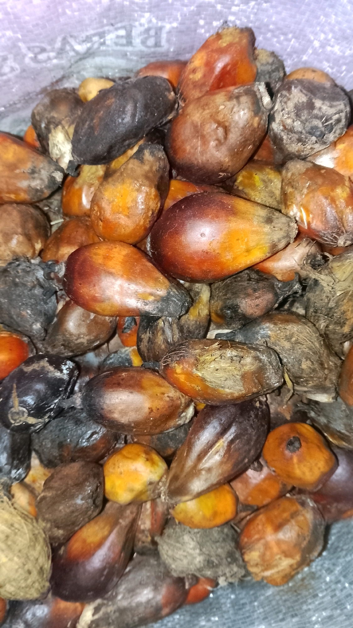 The image shows a close-up, overhead view of a pile of palm nuts. The nuts are an oval shape, with some appearing smooth and others rough. Their colors range from deep brown and black to bright orange and yellow, with some showing a glossy sheen. The nuts are dry and appear to be in a bag, as indicated by the texture of the material in the background. The location is identified as Mulyo Haji, Indonesia. The image is a still photograph and does not depict any ongoing actions or interactions.