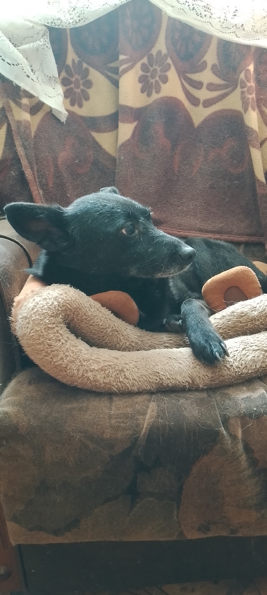 A black dog is lying on a brown couch. The dog is on its side, with its head resting on a fuzzy tan-colored dog bed. The dog bed is ring-shaped and has two small orange parts sticking out of it. The couch is covered with a brown and tan patterned blanket that has floral designs on it. A white lace curtain is visible at the top of the image. The scene appears to be indoors, likely in a residential setting in Belgorod, Russia.