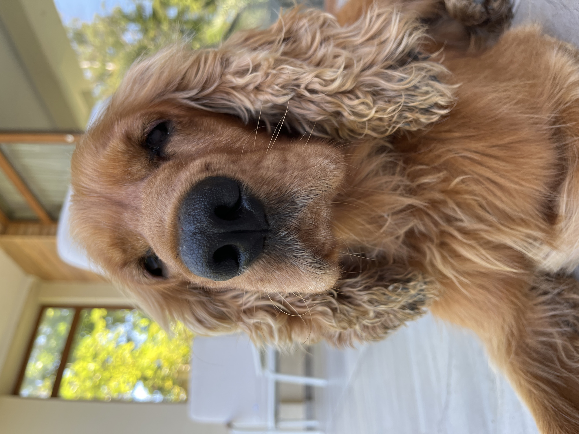 An adult, brown cocker spaniel is in a close-up portrait shot, facing forward. The dog has long, wavy fur and floppy ears. Its nose is dark and wet. The background is blurred, showing a porch with white furniture and some trees outside. This photo was taken in Ureki, Georgia, a city known for its magnet beaches and resort town.