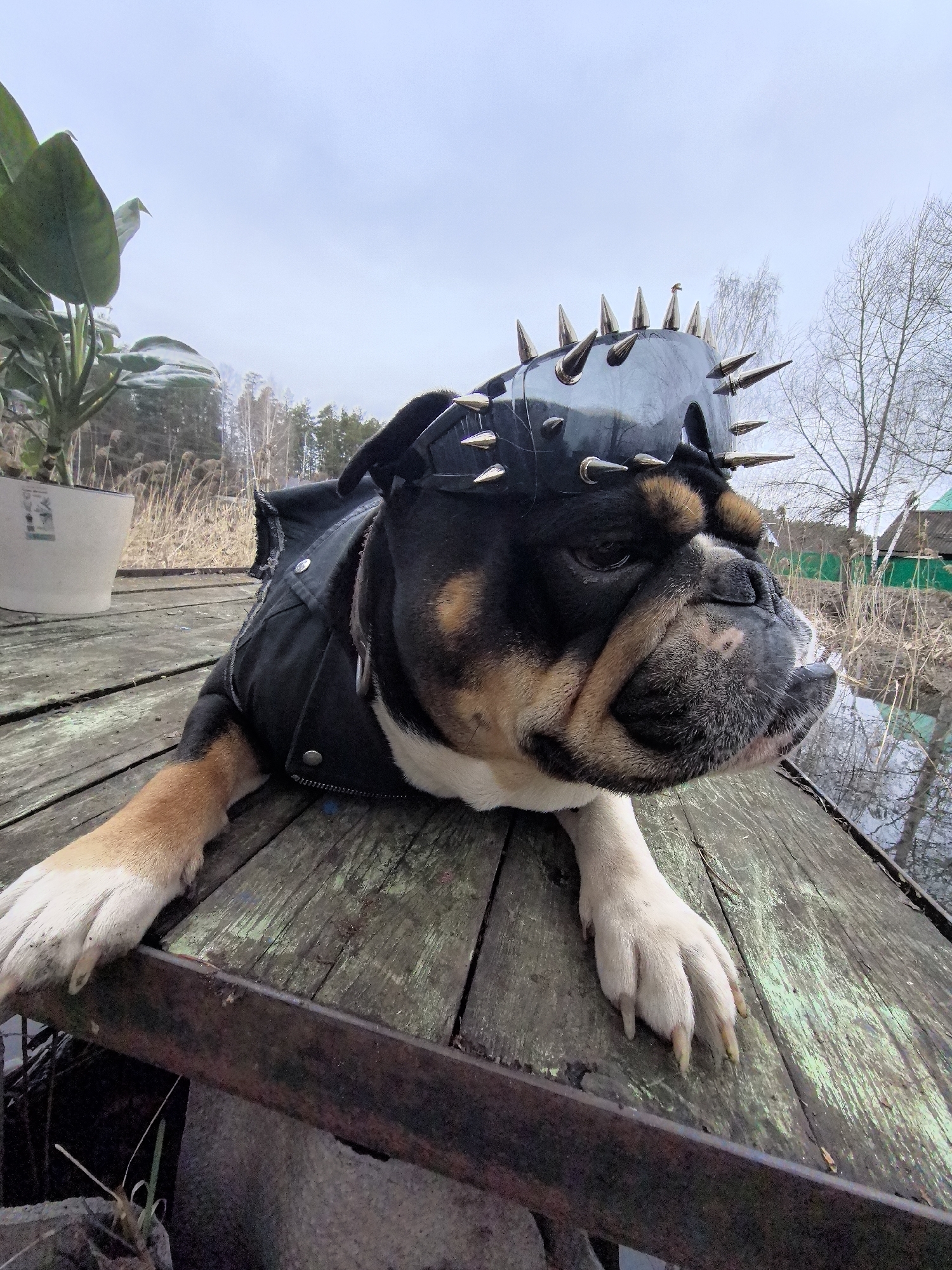An English Bulldog, adorned in a black studded vest and a matching spiked headpiece, lies on an old, weathered wooden deck. The dog's fur is black, tan, and white, and it gazes towards the right of the frame with a contemplative expression. In the immediate foreground, a rusty metal beam borders the edge of the deck.
To the left, a potted plant with large green leaves adds a touch of greenery. The background unfolds into a natural, rural landscape under a pale, overcast sky, indicative of cool weather. Bare deciduous trees and tall, dry reeds fill the mid-ground, suggesting a wetland or waterside environment. A body of water, likely a pond or canal, reflects the sky and surrounding vegetation to the right of the dog. A small structure with a green roof is faintly visible in the distant background. The setting, consistent with Noviy, Russia, evokes a tranquil, rustic atmosphere, perhaps a dacha or rural retreat. The dog appears to be calmly resting or observing its surroundings. No discernible text is visible in the image.