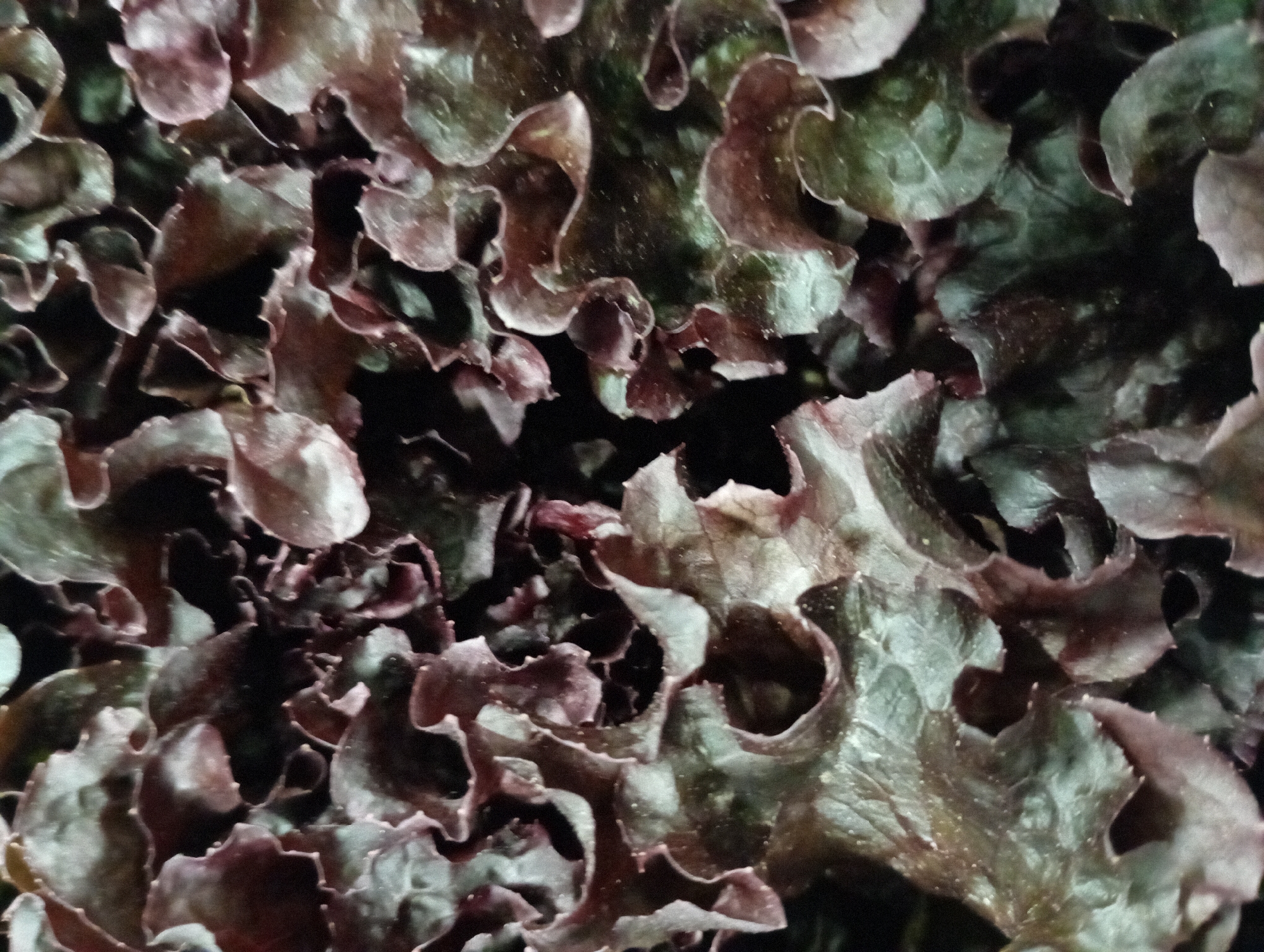 This close-up image captures a dense arrangement of red leaf lettuce, filling the entire frame. The primary subjects are the ruffled and crinkled leaves, showcasing a rich palette of deep reddish-purple, maroon, and dark green. The varying shades suggest different levels of light exposure or maturity within the foliage.
The leaves display a distinct texture, with prominent veins and undulating edges that create a sense of depth and organic pattern. Patches of lighter green are visible, often in the protected or less pigmented areas of the leaves, contrasting with the dominant reddish tones. The lighting highlights the contours of the leaves, suggesting natural daylight or well-distributed artificial light, with soft shadows indicating the layers of overlapping foliage.
No people, distinct objects other than the lettuce, or specific activities are visible. There is no visible text. The scene depicts a cultivated area, likely a garden bed or a commercial farm setting. Although the location context provided is Kabile, Bulgaria, there are no specific visual cues within the image itself to confirm this geographical location. The time of day cannot be precisely determined, but the even lighting suggests daytime or a controlled indoor growing environment.