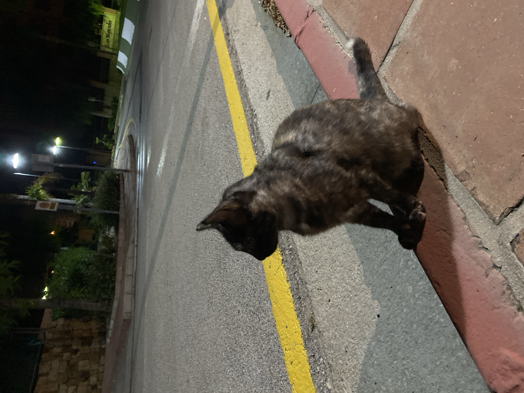 A tortoiseshell cat sits on a brick sidewalk at night, facing left. The cat's fur is a mix of black, brown, and tan. The sidewalk is bordered by a street with a yellow line marking the edge. In the background, there are streetlights, trees, a stone wall, and a sign that reads "Los Naranjos." The scene appears to be in a residential or resort area, possibly in Resinera-voladilla, Spain, given the presence of palm trees and the style of signage. There are no people or other animals visible in the image.