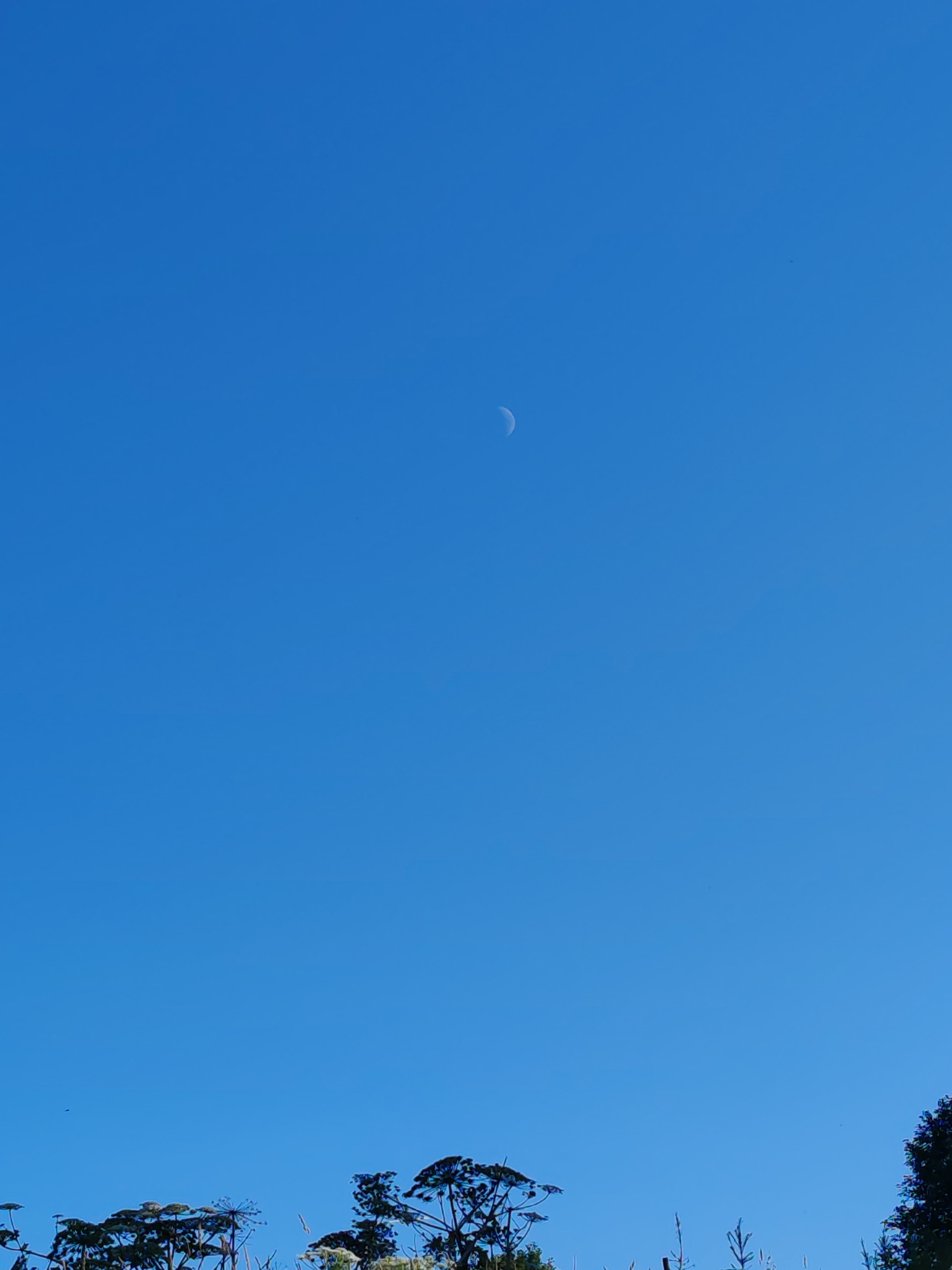 The image displays a clear, bright blue sky with a crescent moon visible in the upper middle section. The bottom of the image is dominated by the silhouettes of various plants and trees against the sky. The foliage appears somewhat wild and overgrown, suggesting a natural or rural setting. There are no people or man-made structures visible in the frame. The lighting indicates it is daytime, likely midday given the brightness of the sky. The scene is static and serene, with no discernible action. There is no indication of the specific location within Чухлэм, Russia, beyond it being an outdoor environment with vegetation.