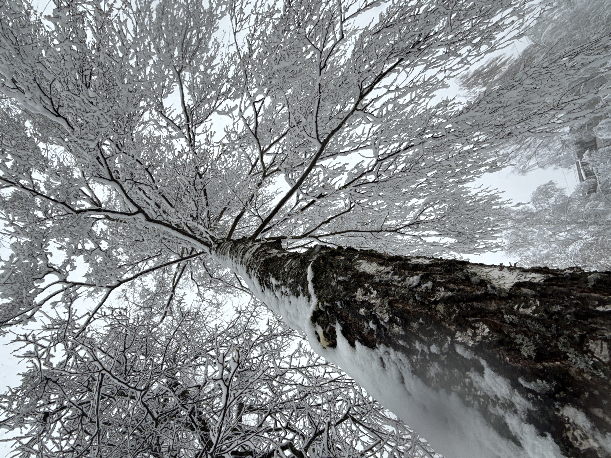The image shows a low-angle view looking up the trunk of a tree heavily covered in snow and ice. The tree's bark is dark and textured, contrasting with the white snow and ice coating it and the branches. The branches extend outward, forming a dense network covered in snow against an overcast sky. Other snow-covered trees are visible in the background. The location, Dmitrov, Russia, is not discernible from the image.