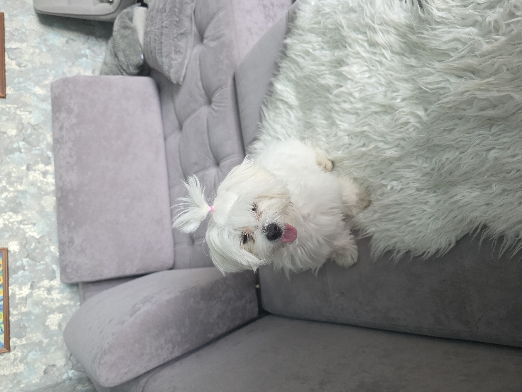 A small white Maltese dog with a pink bow on its head is resting on a grey tufted couch. The dog is lying on its back with its tongue sticking out and its eyes looking up. The couch is covered in a fluffy white rug on the right side. The background shows a patterned wall and a framed picture. The scene appears to be indoors, possibly in a living room. The lighting is soft, suggesting daytime. The dog looks happy and relaxed. There is no visible text in the image.