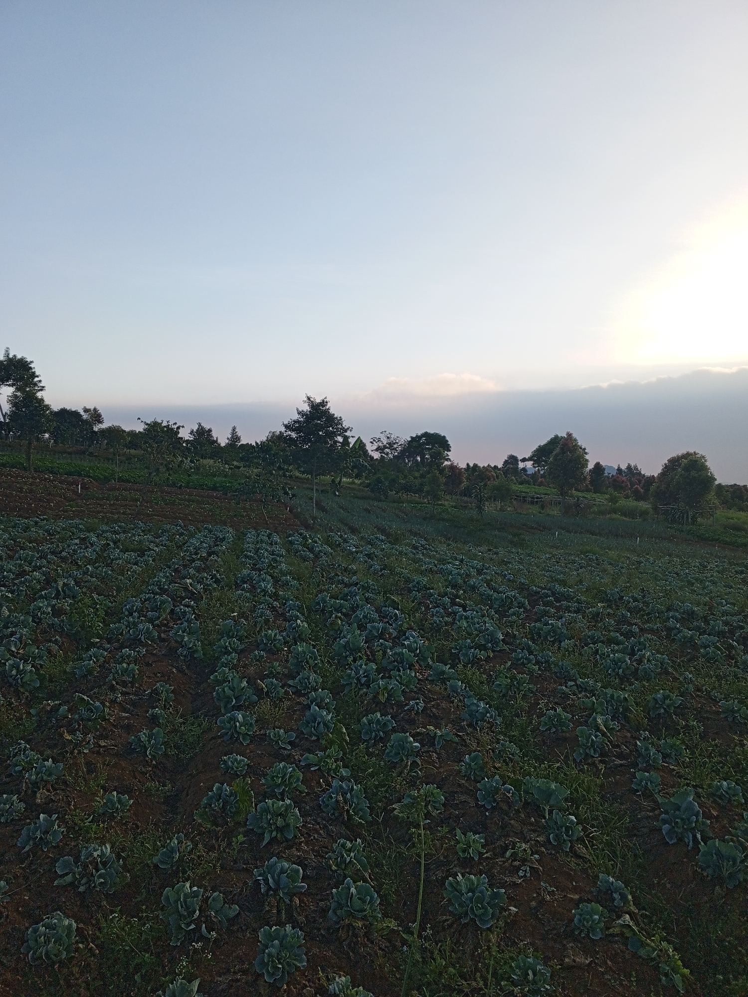 A wide shot captures a vast agricultural field in Ruwan Eliya, Sri Lanka, filled with rows of leafy green crops, likely cabbage or similar vegetables, stretching towards the horizon. The field is situated on a gentle slope. In the background, a line of trees, some taller and some shorter, creates a natural border. The sky above is a pale blue, transitioning to a brighter, hazy white on the right side, indicating the sun is likely low in the sky, perhaps at sunrise or sunset. The lighting suggests a calm, outdoor environment. No people are visible in the image.