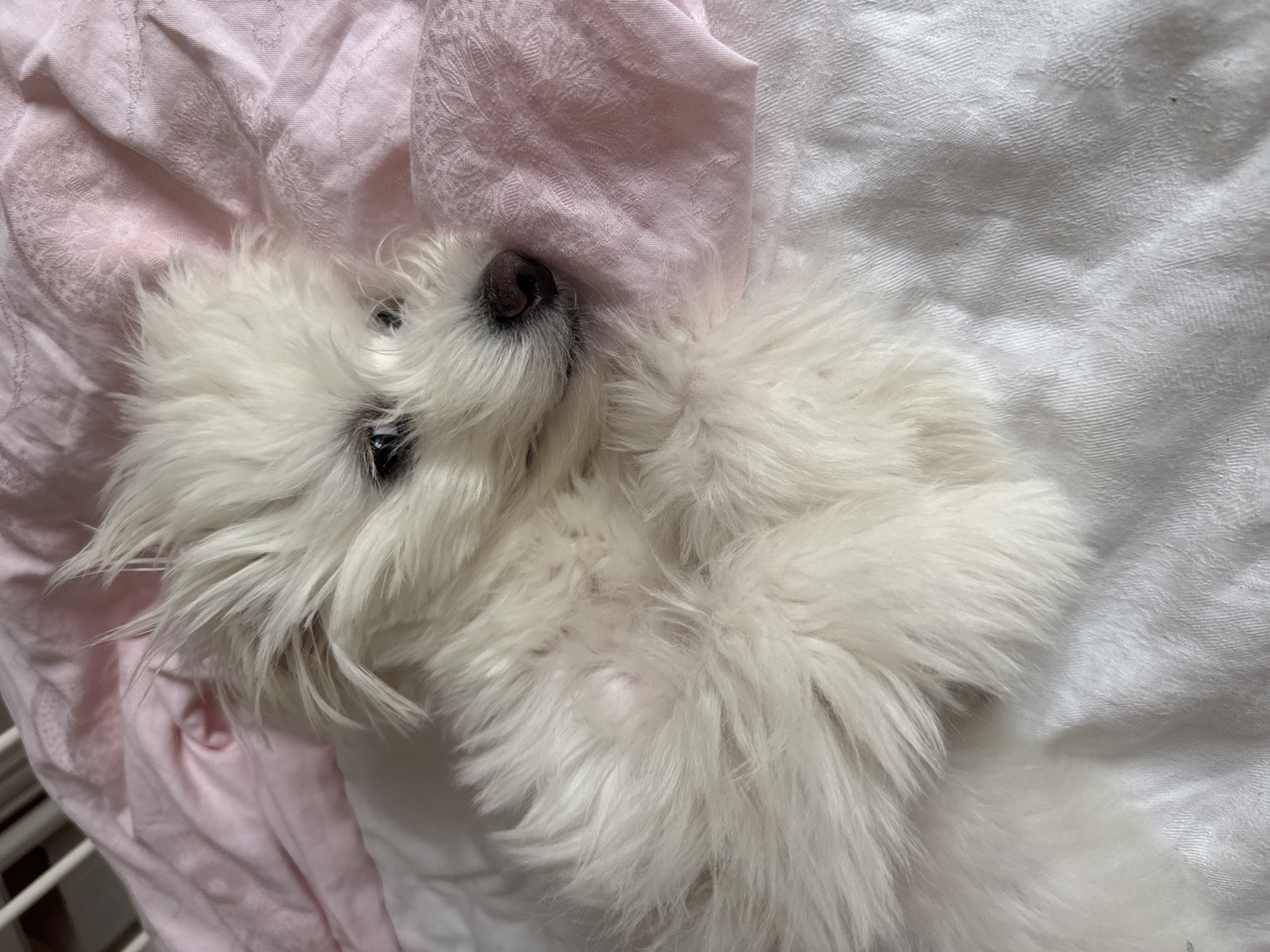 A small, fluffy white dog is captured in a close-up, high-angle shot, resting comfortably on soft bedding. The dog, likely a Maltese or similar breed, has long, shaggy white fur and a dark, wet nose. It lies on its back or side, its head slightly tilted upwards, with its eyes partially open, conveying a relaxed and peaceful expression.
The dog is nestled between two fabrics. A soft pink fabric, possibly a blanket or sheet, covers the left side of the frame and part of the area under the dog's head. This pink fabric features a subtle, embossed or woven pattern, possibly floral or ornamental. To the right, and under the dog's body, is a white fabric with a distinct textured pattern, resembling a ribbed or chevron weave. A small section of a white metal structure, possibly part of a cage or bed frame, is visible in the lower-left corner.
The lighting is soft and ambient, suggesting an indoor setting without harsh shadows, making the specific time of day unclear. There is no visible text. The scene evokes a sense of comfort and tranquility, with the dog appearing content in its cozy surroundings. The location context is Targovishte, Bulgaria.