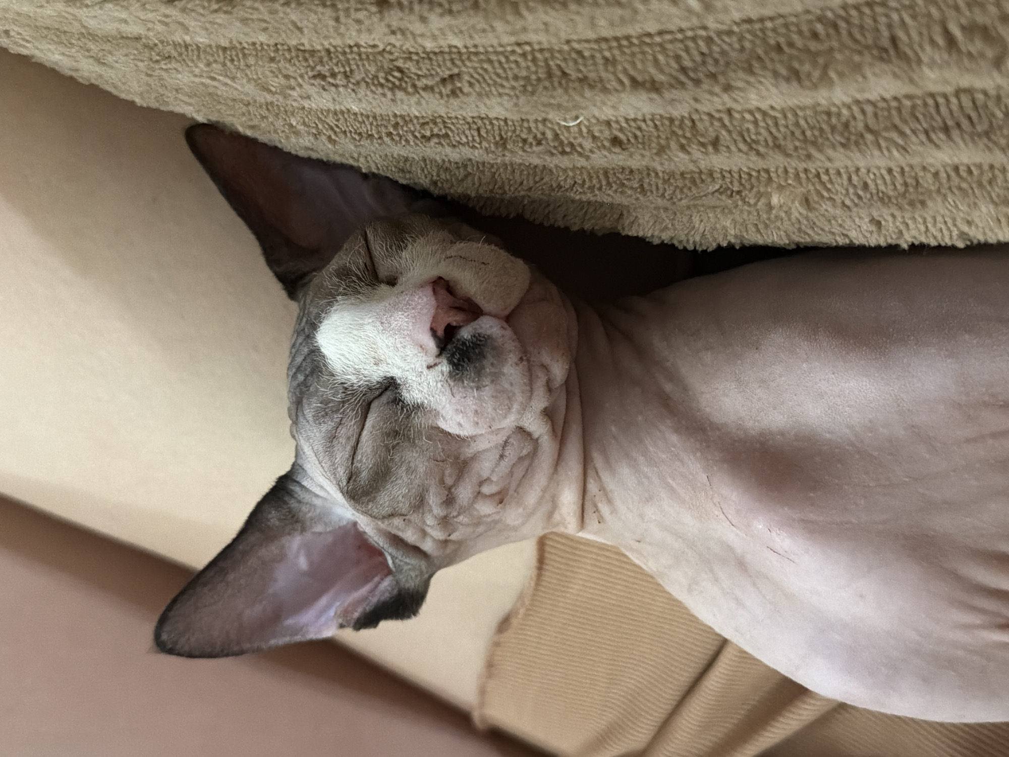 A close-up, eye-level shot shows a hairless cat sleeping. The cat has large ears, wrinkled skin, and a patch of white fur on its forehead with a dark spot over its nose. It is lying on its side with its eyes closed, resting its head on a textured, tan-colored fabric that appears to be a blanket or towel. The background consists of a neutral, light brown surface. The overall lighting is soft, and the image has a shallow depth of field, with the cat's face in sharp focus.