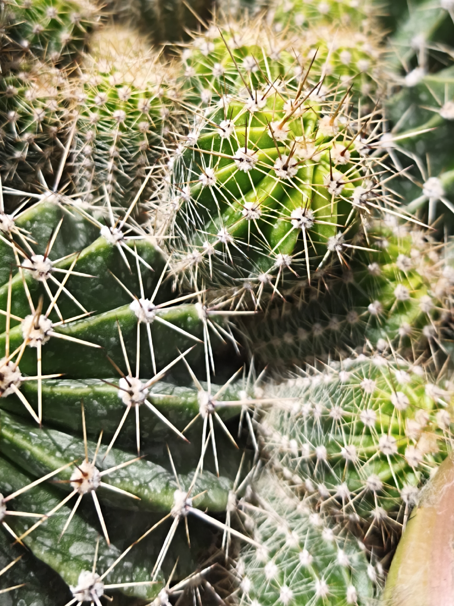 A vertical, close-up, macro photograph displays multiple green cacti, reportedly located in Терновский округ, Ukraine. The image features a dense arrangement of cacti stems, characterized by two primary shades of green: a darker, saturated green on established lower sections with visible segmentation, and a brighter, yellowish-green indicating newer growth on upper and central portions. Each cactus segment is studded with numerous off-white, slightly fuzzy areoles, from which clusters of sharp, acicular spines project radially. The spines are predominantly white to light tan, with some exhibiting reddish-brown bases or tips, appearing rigid and forming a dense protective covering. The surfaces of the darker green cacti show minor textural variations and faint lighter speckling. No individuals or non-botanical objects are discernible within the frame. The background is rendered out of focus due to a shallow depth of field, emphasizing the intricate details of the cacti and their formidable spines.