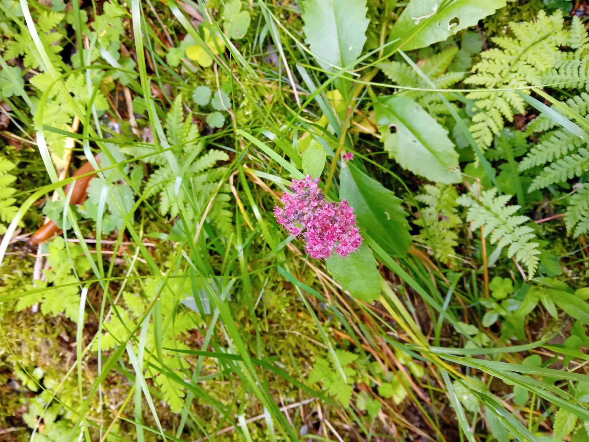 This image captures a close-up, overhead view of a cluster of small, pink flowers situated amongst various green foliage and moss. The flowers are tightly packed, forming a rounded bloom. Surrounding the flowers are blades of grass, fern fronds, and broader green leaves. The ground cover appears to be mossy and somewhat damp. The scene suggests a natural, outdoor environment, possibly a garden or woodland area. The location in Zuberec, Slovakia is not visually discernible from the image itself, but the overall setting is consistent with a temperate climate. There are no people or animals present in the image, and no objects other than natural elements.