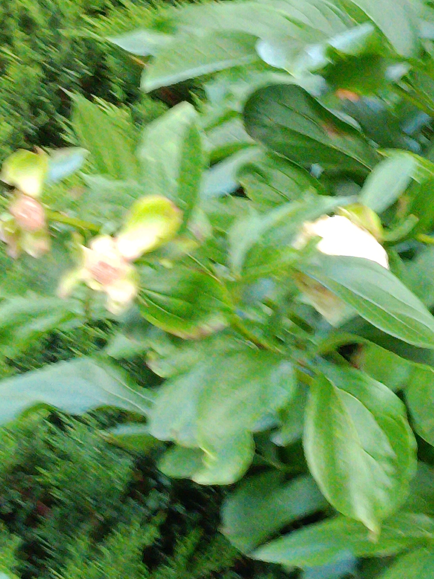 The image depicts a close-up view of green foliage, primarily leaves and what appear to be light-colored flowers or buds. The background is a blur of darker green, suggesting other plants or bushes. The overall impression is that of a natural setting, possibly a park or garden. There are no visible people, man-made structures, or specific landmarks to identify a precise location within Kyiv, Ukraine. The image quality is somewhat blurred, making it difficult to discern fine details of the plants.