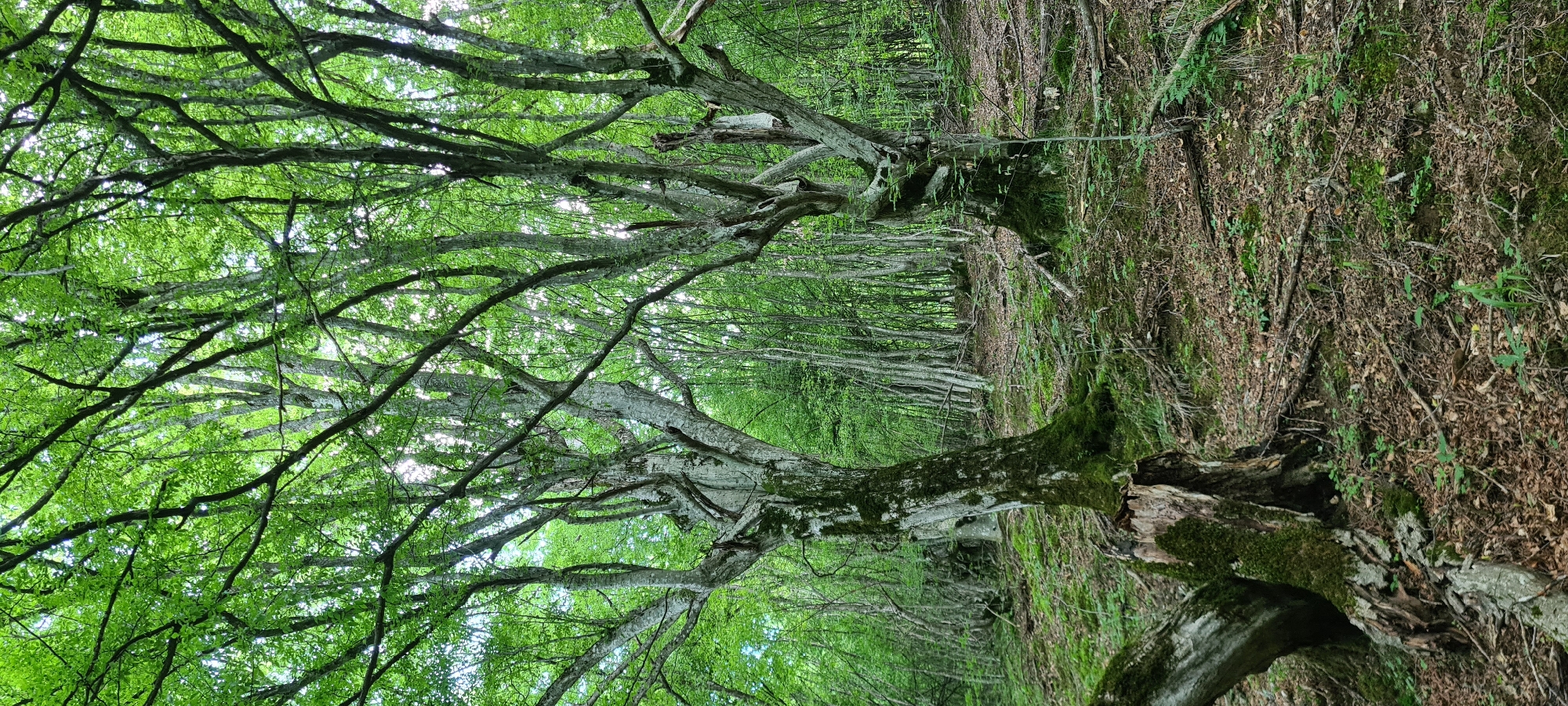 This is a vertical, eye-level shot of a dense, verdant forest in Lopian, Bulgaria. The foreground features a moss-covered, fallen tree trunk with a jagged break. To the left and right of the trunk, two large, gnarled trees with light-colored bark and a profusion of bright green leaves dominate the frame. Their branches twist and intertwine, creating a canopy overhead that is illuminated by dappled sunlight. The ground is carpeted with moss, fallen leaves, and twigs, with a gentle incline leading into a dense thicket of smaller trees in the background, creating a sense of depth. The overall impression is one of a lush, untamed natural environment.