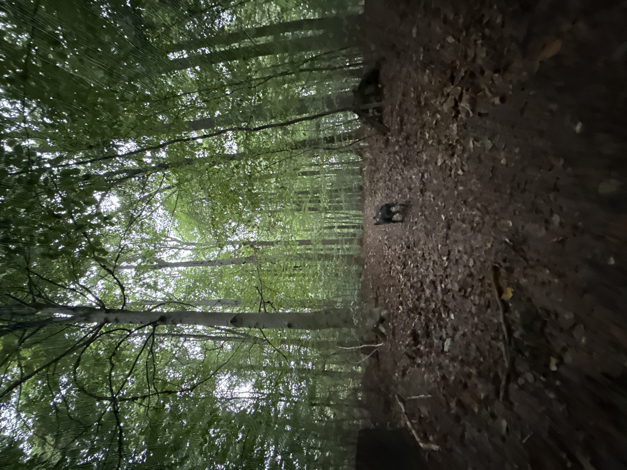 The image shows a forest scene in Bad Sachsa, Germany, with a path covered in fallen leaves. Tall trees with green foliage dominate the background, creating a dense canopy. The lighting suggests it is either early morning or late evening. In the middle of the path, a small, dark-colored dog is walking away from the camera. The overall impression is one of a tranquil, natural environment.