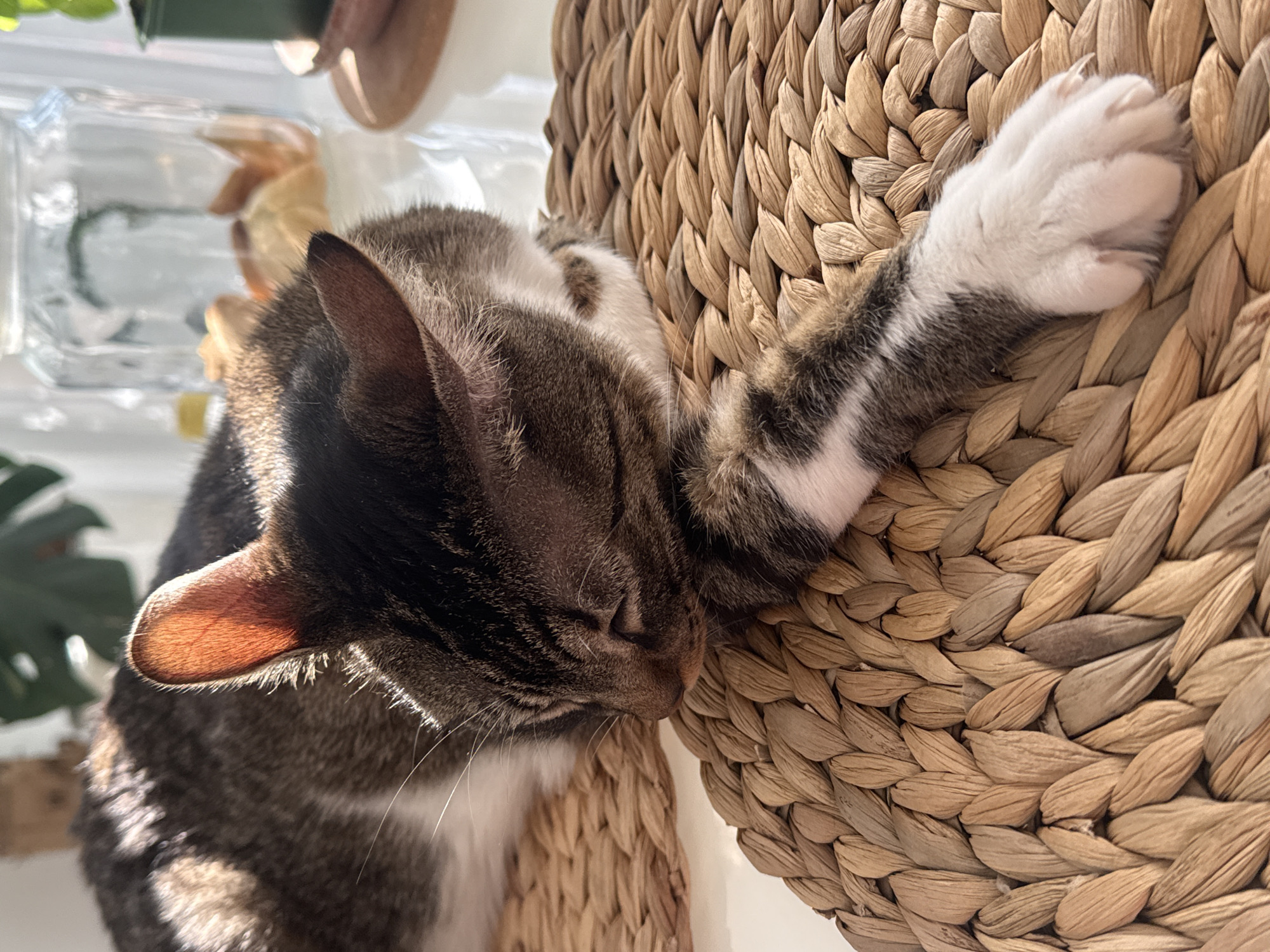 A tabby cat is sleeping on a woven mat. The cat is on its side, with its head resting on its paws. Sunlight is streaming in from the left, illuminating the cat's fur and ears. In the background, there is a glass jar and some plants. This image was taken indoors, likely in a home setting. The specific location of Oeiras, Portugal is not discernible from the image itself.
