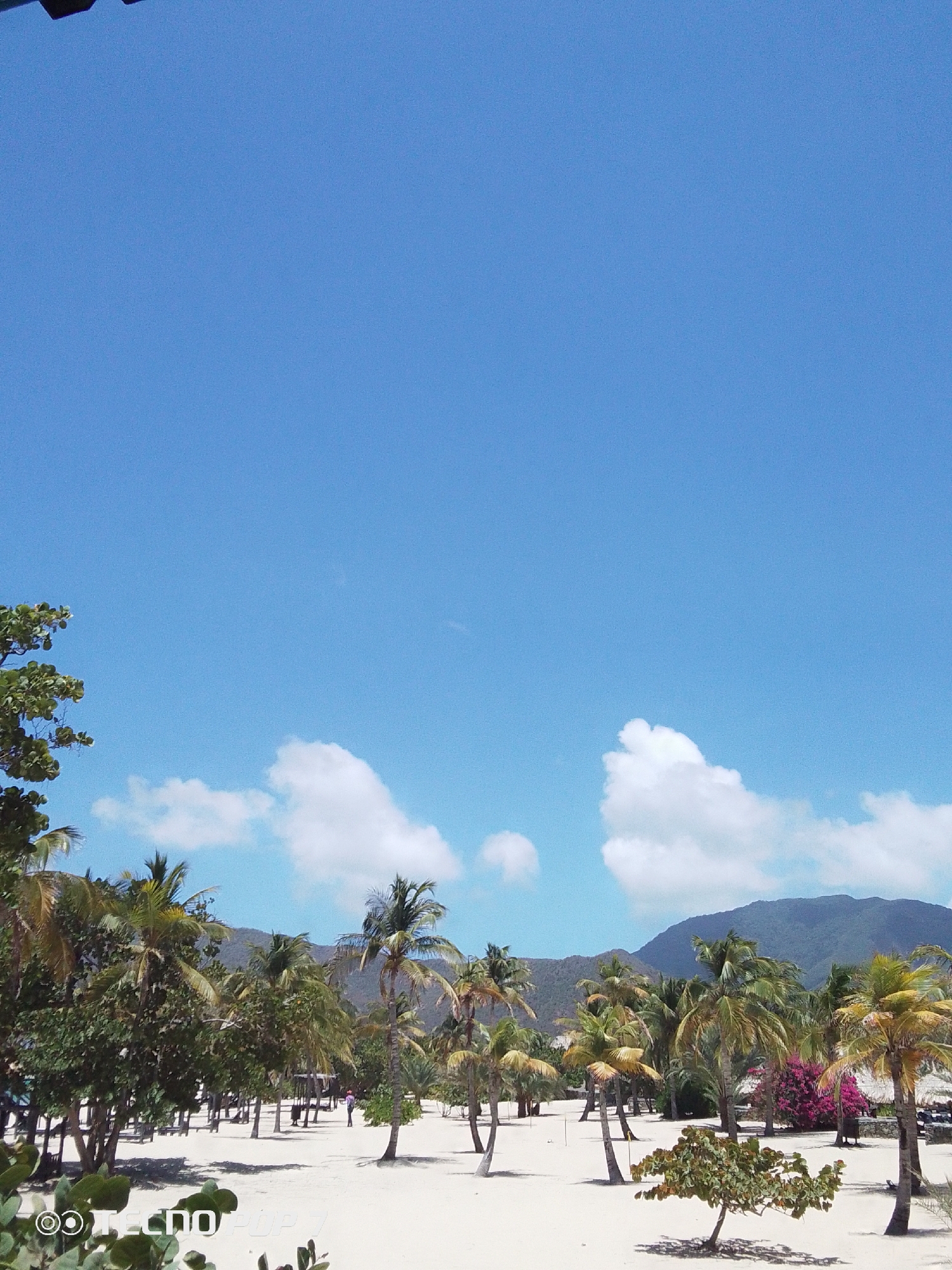The image captures a sunny scene at Playa Caribe in Pedro González, Venezuela. The sky is a clear blue with scattered white clouds, occupying the upper portion of the frame. In the lower part of the image, a sandy beach stretches out, populated by numerous palm trees of varying sizes and shapes. Some greenery and trees line the left edge of the beach. In the background, a mountain range can be seen. Several people are walking on the sand among the palm trees. A few beach huts are visible in the distance. The beach appears well-maintained.