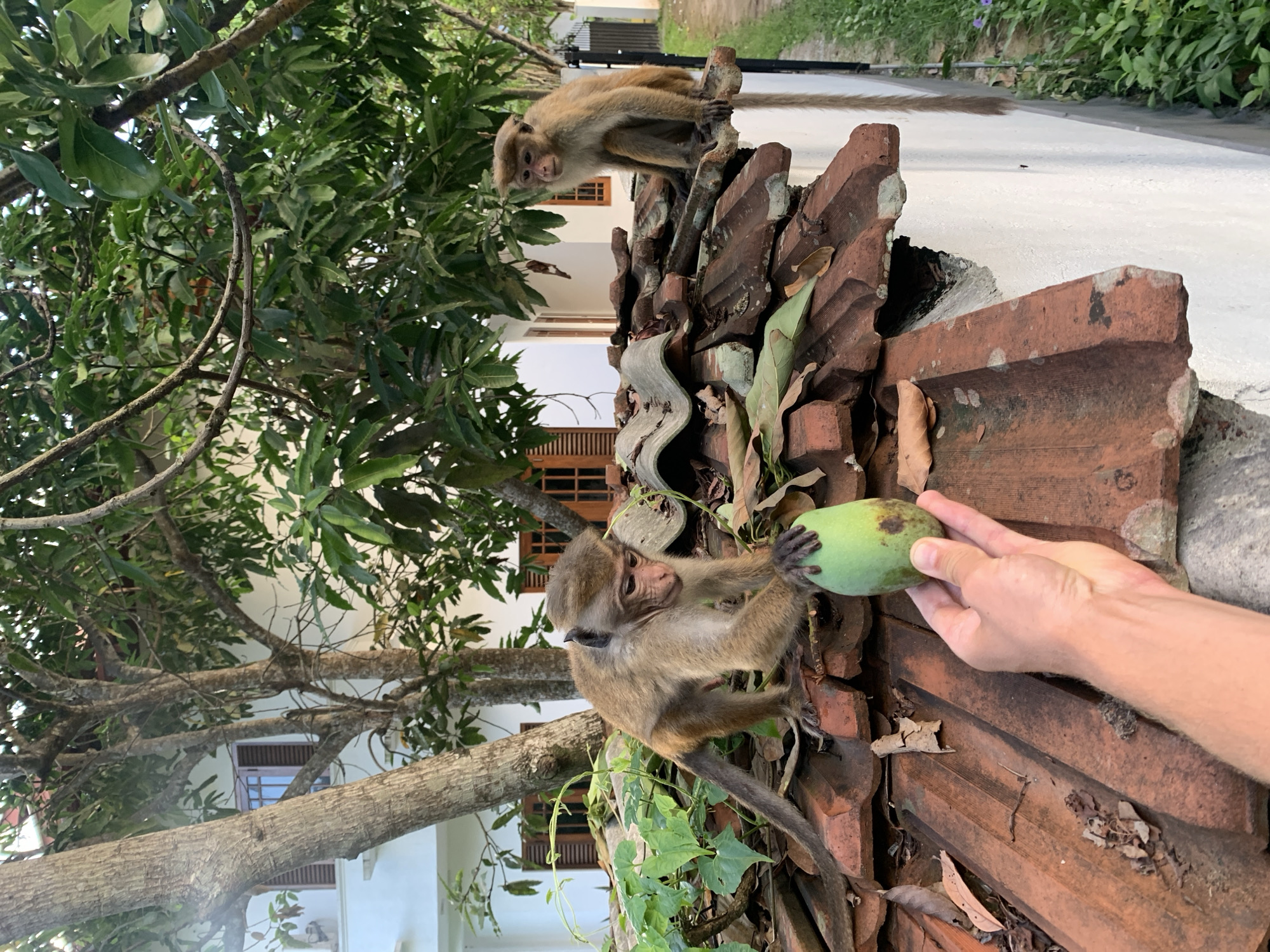 Two young toque macaques are on a terracotta tiled roof in the city of Ahangama, Sri Lanka. A person's hand is holding a green mango towards one of the macaques, which is reaching out to touch it. The other macaque is sitting on the roof behind it. In the background, there is a white building with wooden-shuttered windows and lush green trees.