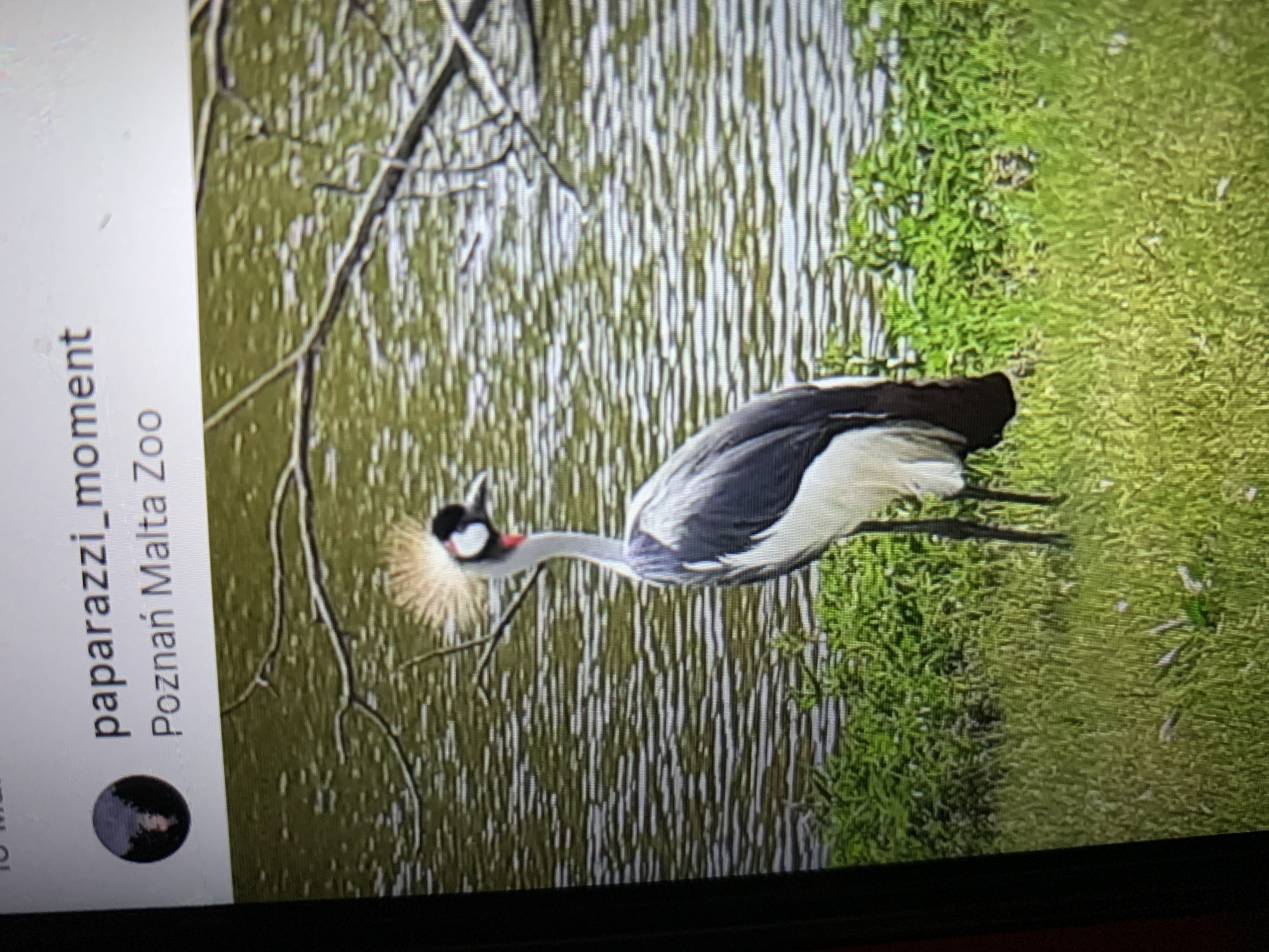 A grey crowned crane stands on grassy terrain next to a body of water. The crane has a distinctive crown of spiky feathers, a red wattle on its neck, and black and white plumage. The water behind it is rippled, suggesting a gentle breeze. Green foliage grows along the edge of the water. Above the image, a screenshot shows text that reads "paparazzi_moment" and "Poznań Malta Zoo". The image is taken from a screen, indicated by the slight glare and the surrounding dark frame.