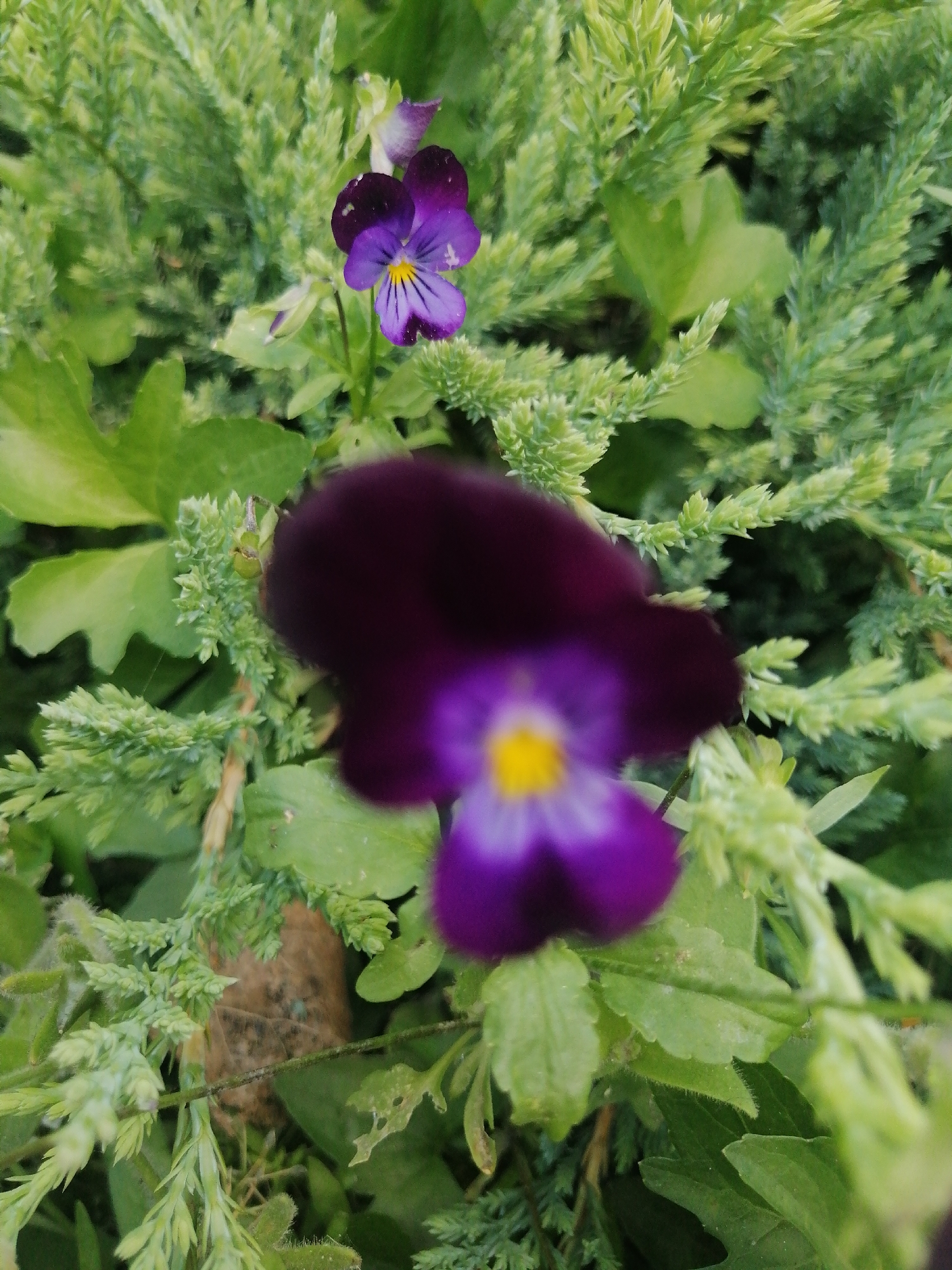 The image shows a close-up of purple pansies with yellow centers, surrounded by green foliage. The flowers are in focus in the background, while a larger, darker purple pansy is out of focus in the foreground. The scene appears to be in a garden. There are no people or actions depicted in the image. The location of this image in Kremenchuk, Ukraine, cannot be determined from the visual information provided.