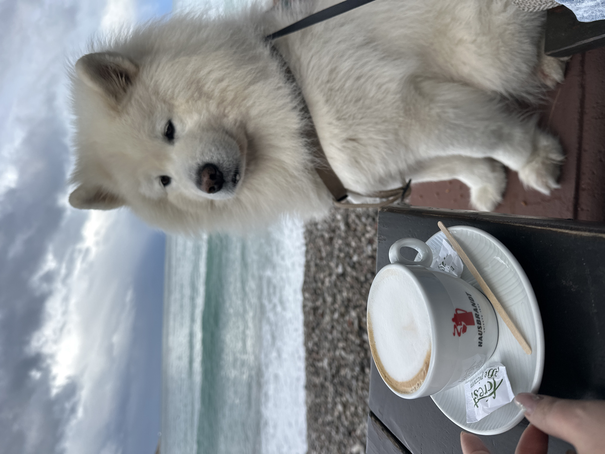 The scene depicts an outdoor coastal setting in Šušanj, Montenegro. A large, white, long-haired dog, appearing to be a Samoyed, is seated on a reddish-brown elevated surface to the right of a dark wooden table. The dog wears a light brown harness, with a dark leash visible extending from its back. Its head is turned slightly to the right of the frame. On the dark wooden table, a white ceramic coffee cup containing a foamed beverage, consistent with a cappuccino or latte, rests on a matching saucer. The cup is branded with a red "HAUSBRANDT TRIESTE 1892" logo. Two white sugar packets, one labeled "CREST", and a light brown wooden stirrer are also present on the saucer. A human's left hand, with manicured nails, is visible in the lower-left quadrant, positioned near the coffee cup. The background features a pebble beach directly behind the table, leading to the teal-colored sea with visible waves breaking on the shore. The distant horizon is obscured by an overcast sky dominated by heavy, dark grey clouds.