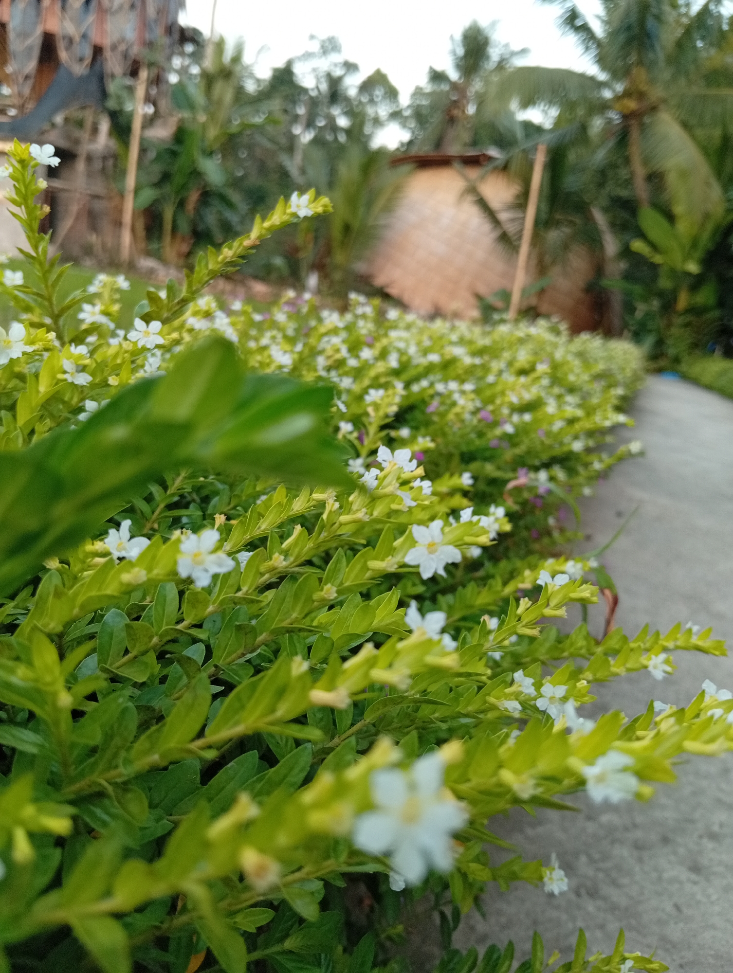 A low-angle, medium shot captures a hedge of small white flowers and green leaves in the foreground, with a concrete path running alongside it on the right. In the background, blurred palm trees and a thatched roof structure, possibly a building or hut, are visible, suggesting a tropical or rural setting. The overall scene appears to be outdoors, with soft natural lighting, indicative of an early morning or late afternoon. The image was taken in Tampaksiring, Indonesia.