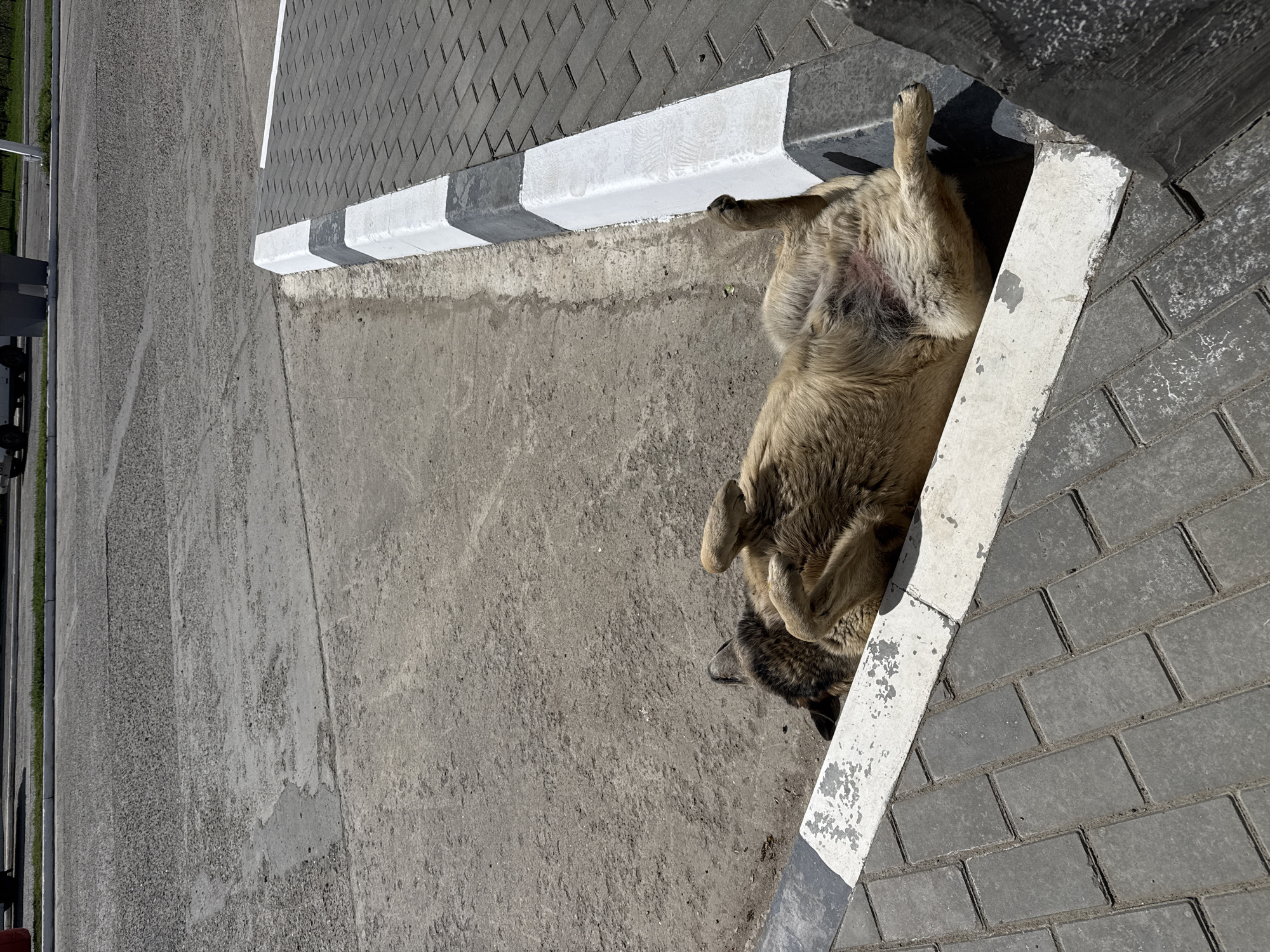 A medium-sized, furry, tan-colored dog lies on its back at the edge of a paved area. The dog's legs are extended upward. The dog is positioned between a concrete slab and a paved area of grey rectangular stones. A curb separates the paved area from a concrete section. The curb is painted with alternating black and white blocks. A road and some green vegetation are visible in the background. This image was taken in Chaikovsky, Russia.
