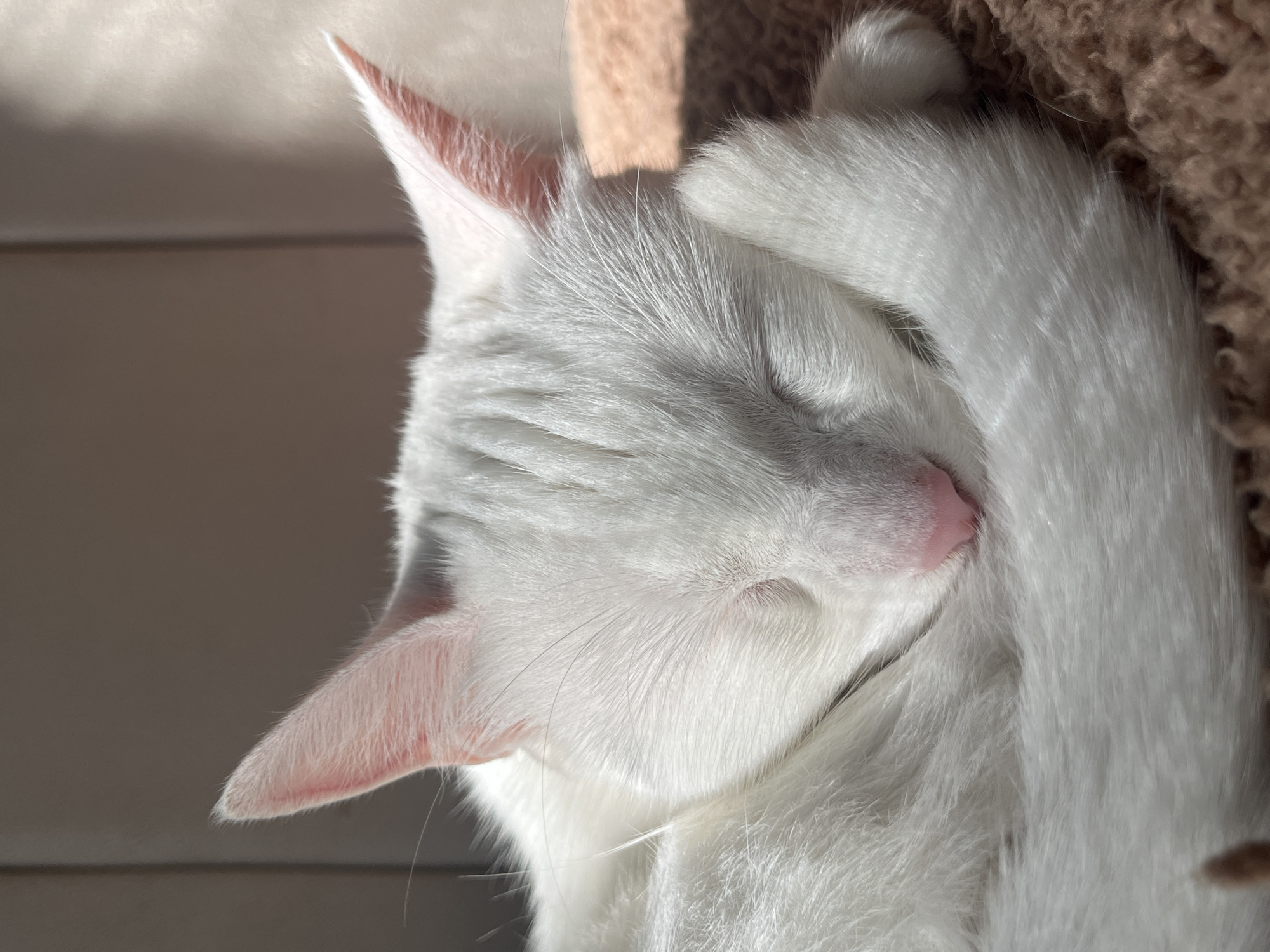 A close-up, high-angle shot depicts a white cat sleeping. The cat's pink nose is visible, and its paws are positioned near its face. The background shows a blurry brown surface, possibly a cat bed or perch. No specific information in the image allows identification of a location in Buenos Aires, Argentina.
