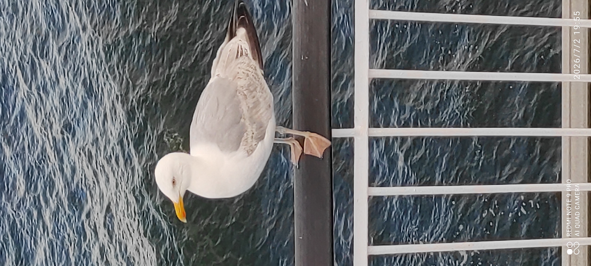 A seagull is hanging upside down from a dark pole, clinging on with its feet. The bird is mostly white with grey wings and a yellow beak. Its head is tucked down, and its eyes are closed. The background is a body of dark, choppy water, possibly the sea or a large lake. To the right of the pole is a white railing, possibly part of a pier or a boat. The lighting suggests it is daytime, likely late afternoon or early evening, as indicated by the timestamp "2026/7/2 19:55" which appears in the upper right corner of the image. The timestamp also includes "REDMI NOTE 9 PRO AI QUAD CAMERA" in the lower right, indicating the type of device used for capture. The overall scene is unusual and somewhat humorous, with the seagull seemingly defying gravity. The setting appears to be a waterfront location in Helsinki, Finland, given the context provided.