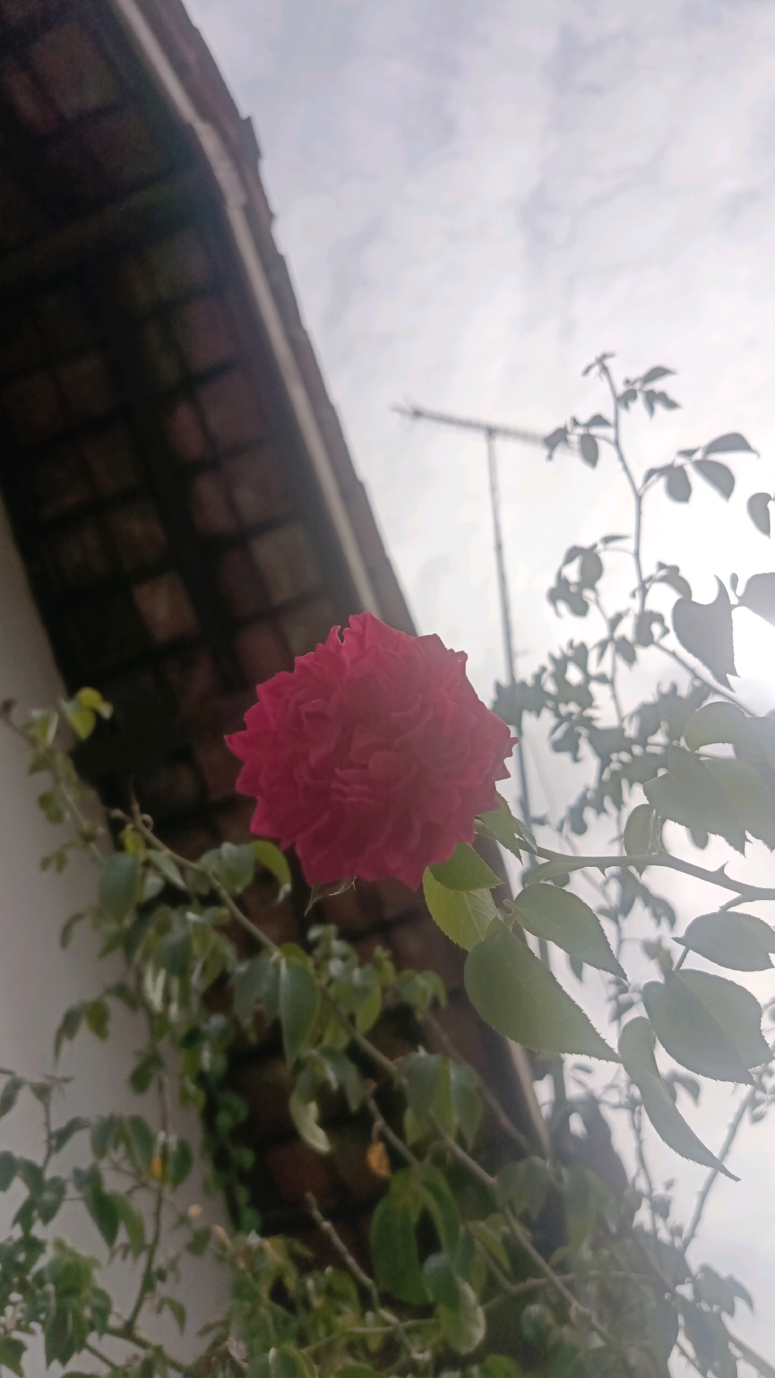 A close-up, low-angle shot captures a vibrant pink rose in bloom against a hazy sky. The rose, with its many tightly packed petals, is the primary subject, positioned in the lower-left quadrant of the frame. It is supported by a thorny stem with green leaves. Behind the rose, a blurred image of a building's tiled roof and a white wall are visible. In the background, silhouetted against the bright sky, are the branches of other plants and a faint outline of a crane. The overall atmosphere is one of serene outdoor beauty, possibly a garden or courtyard in Kyereku, Nigeria.