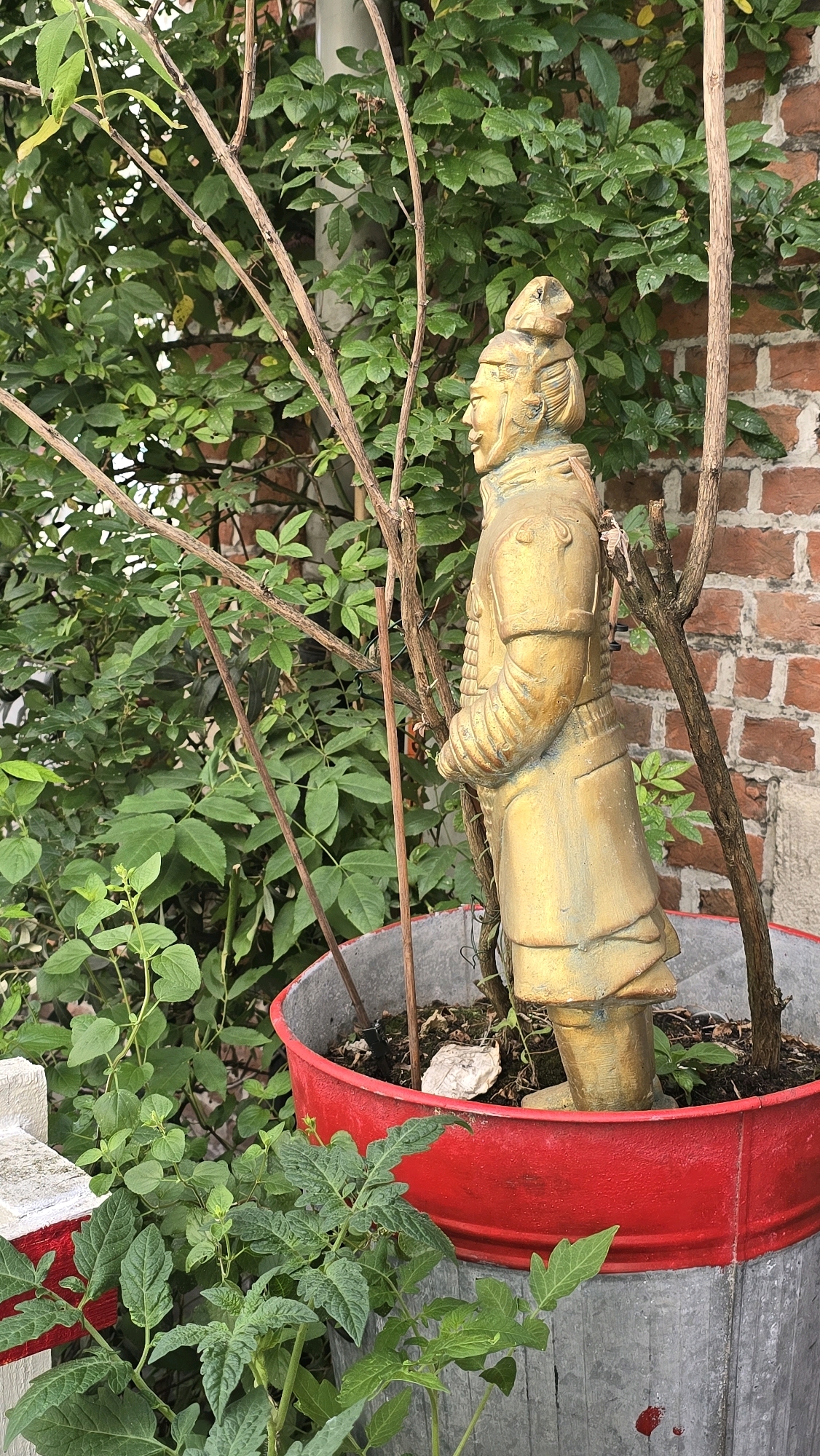 An outdoor scene captures a golden statue of a warrior, possibly a Terracotta Army replica, standing in a large, weathered metal pot with a bright red rim. The pot is filled with soil and some plant growth, including young tomato plants in the foreground and to the left. Behind the statue, a dense cluster of green leaves forms a backdrop, with a red brick wall visible in the upper right quadrant. Thin, dry branches of a plant or tree extend from the left and center of the frame, partially obscuring the statue and the foliage. The overall setting appears to be a garden or patio area. There is no information to pinpoint the location within the city of Antwerp, Belgium.