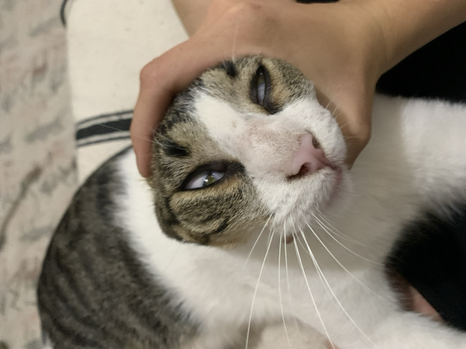 A tabby and white cat is held by a person's hand. The cat is lying on its side, appearing relaxed with its eyes half-closed and a pink nose. The cat's fur is a mix of brown stripes and white. The person's hand is lightly gripping the cat's head, near the ears. The cat's whiskers are visible and extend in various directions. A patterned surface is seen in the background.