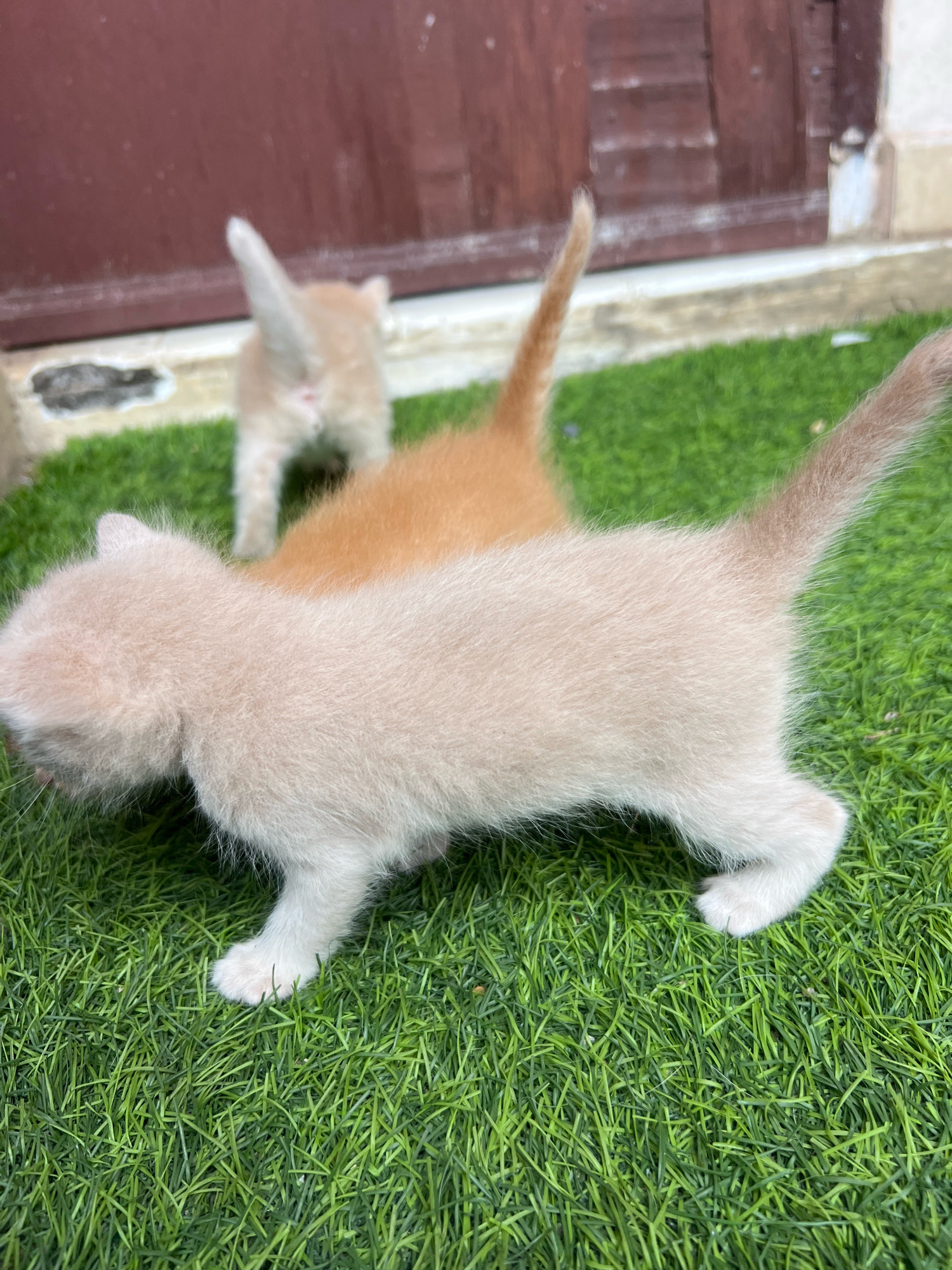 This is a close-up, eye-level, outdoor photograph of two young kittens on artificial turf. The kitten in the foreground, facing left, is a light cream color with a fluffy coat. Its body is angled towards the left of the frame, with its head lowered as if sniffing the ground. Its front paws are visible, with one extended slightly forward. The kitten in the background, facing away from the camera, is orange and white, with its tail held up. The background consists of a blurred brown wooden door and a light-colored wall. The scene is devoid of human presence. The image is taken in Denpasar, Indonesia.