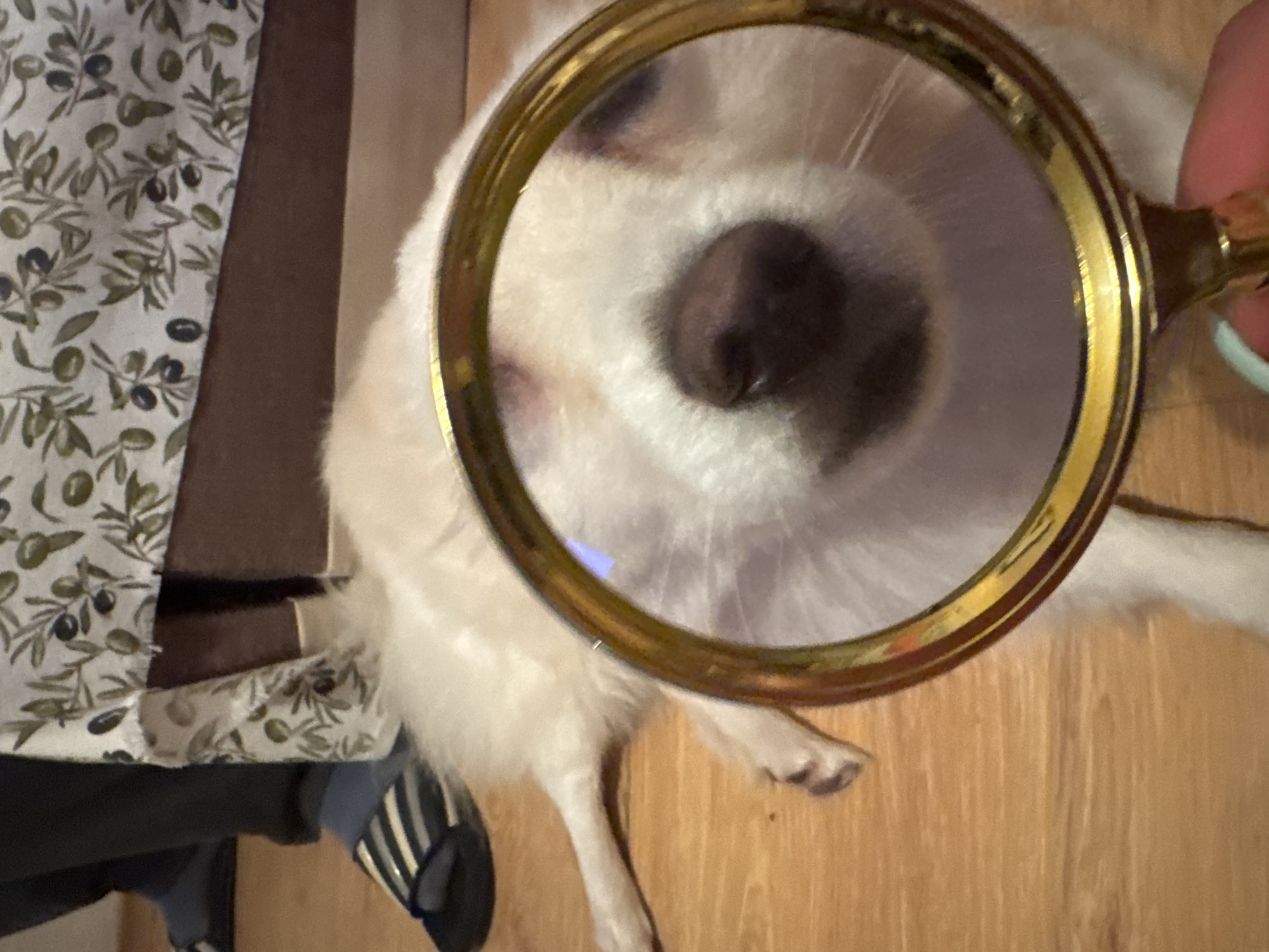 A dog's nose is magnified with a magnifying glass. The dog is white and lying on a wooden floor. A leg with a black sandal is partially visible near the lower left corner of the image. A patterned fabric is partially visible near the upper left corner of the image. The location is Unknown, Unknown.