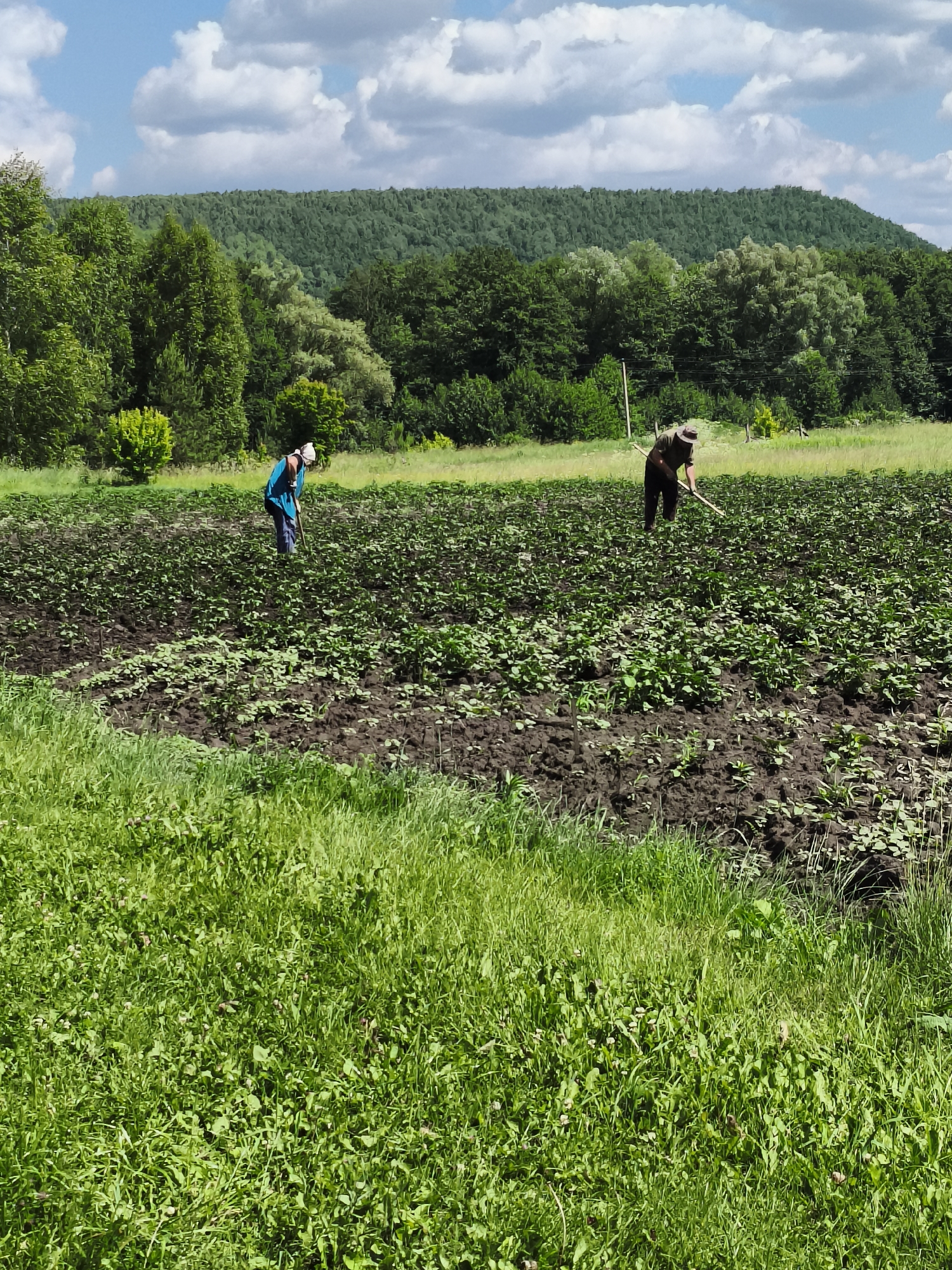 Two individuals are engaged in agricultural work in a field under a partly cloudy sky. The field appears to be a cultivated area with rows of young plants interspersed with dark soil. In the foreground, lush green grass is visible. In the middle ground, one person, wearing a blue shirt and white head covering, is bent over and appears to be working the soil with a tool. Further back, another person, dressed in a hat and darker clothing, is also engaged in fieldwork with a tool. The background features a dense line of trees forming a forest, with a large hill covered in greenery rising behind it. The location is specified as Ilmino, Russia.