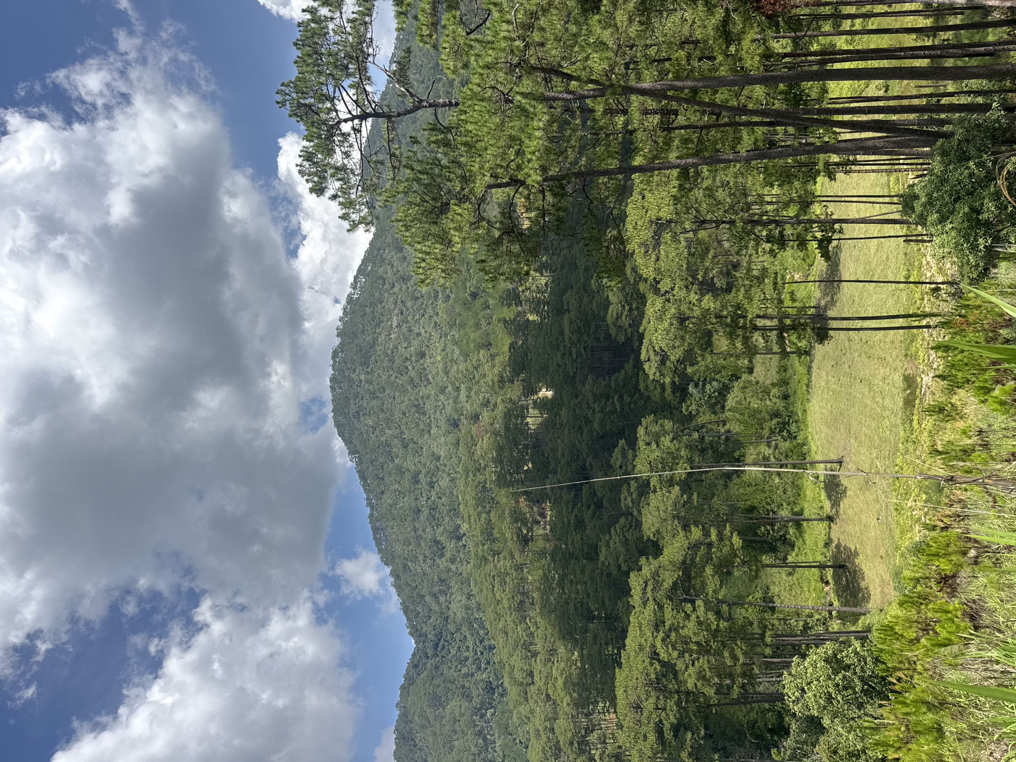 The image depicts a landscape scene in Hiep Thanh, Vietnam, featuring a densely forested mountain slope adjacent to a grassy field. Tall pine trees line the edge of the field. A zip line extends across the clearing. The sky shows a blue gradient with scattered cumulus clouds.