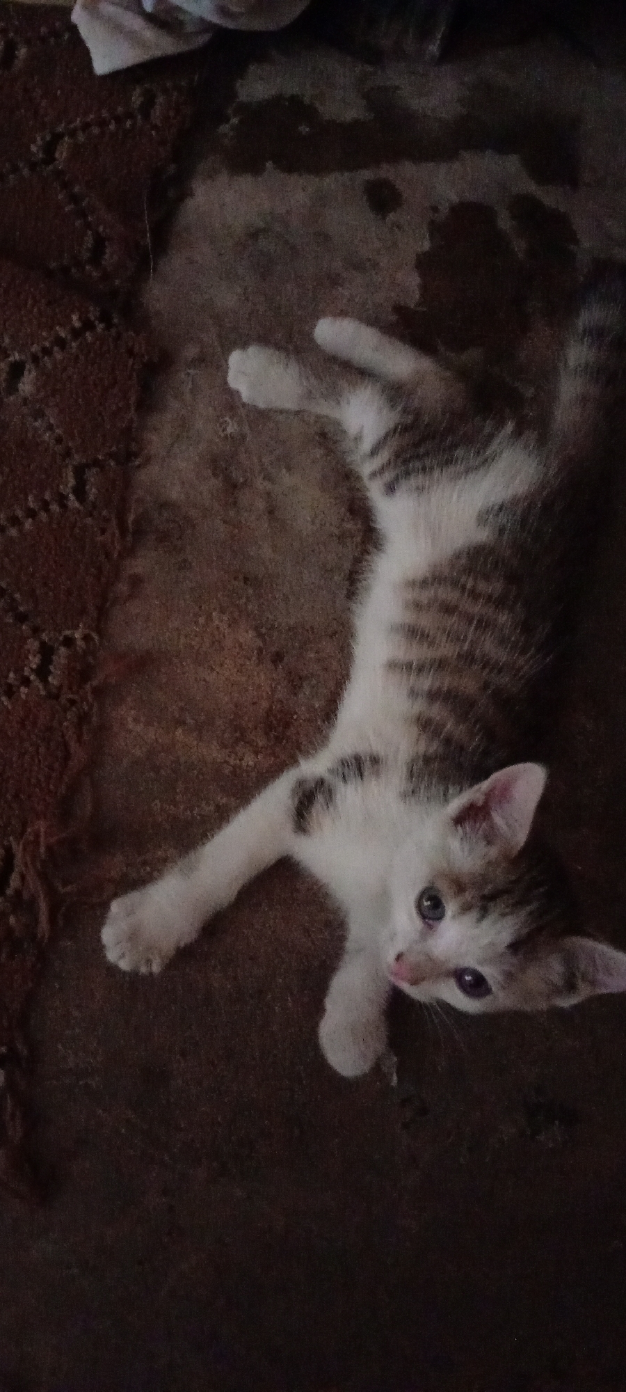 A kitten lies on a dark, possibly stained, floor. The kitten is mostly white with brown tabby markings on its back and head. It is stretched out on its side, with one front paw extended to the left. The kitten has blue eyes and its mouth is slightly open. To the left of the kitten is what appears to be a brown, textured rug or mat. In the top of the frame is a white cloth. The lighting is dim and the image appears to be taken indoors. The location is specified as Gama, Nigeria.