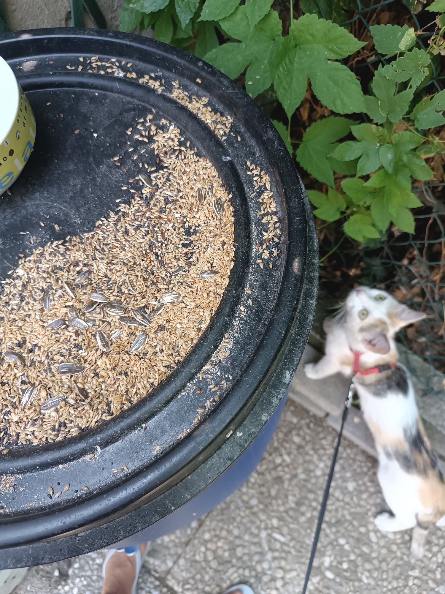 In Viadana, Italy, a calico cat on a leash stands on a gravel path, looking upwards at a black bird feeder filled with seeds and sunflower seeds. The bird feeder is circular with a textured rim and a white and yellow patterned object is partially visible on the left side. Green foliage and a wire fence are in the background. A person's feet, wearing brown and white shoes, are visible in the bottom left corner of the frame.